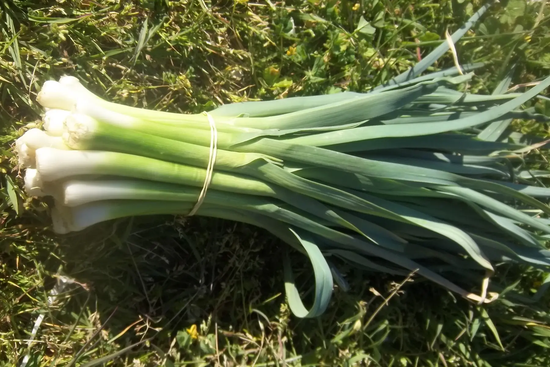 botte de poireaux baguettes