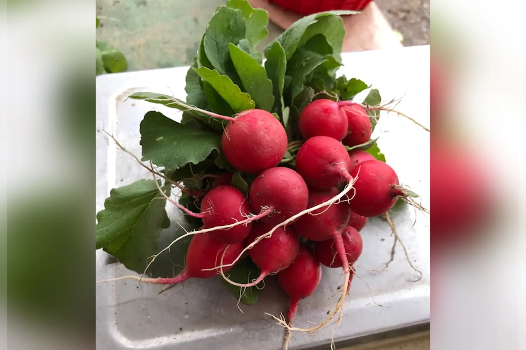 botte de radis