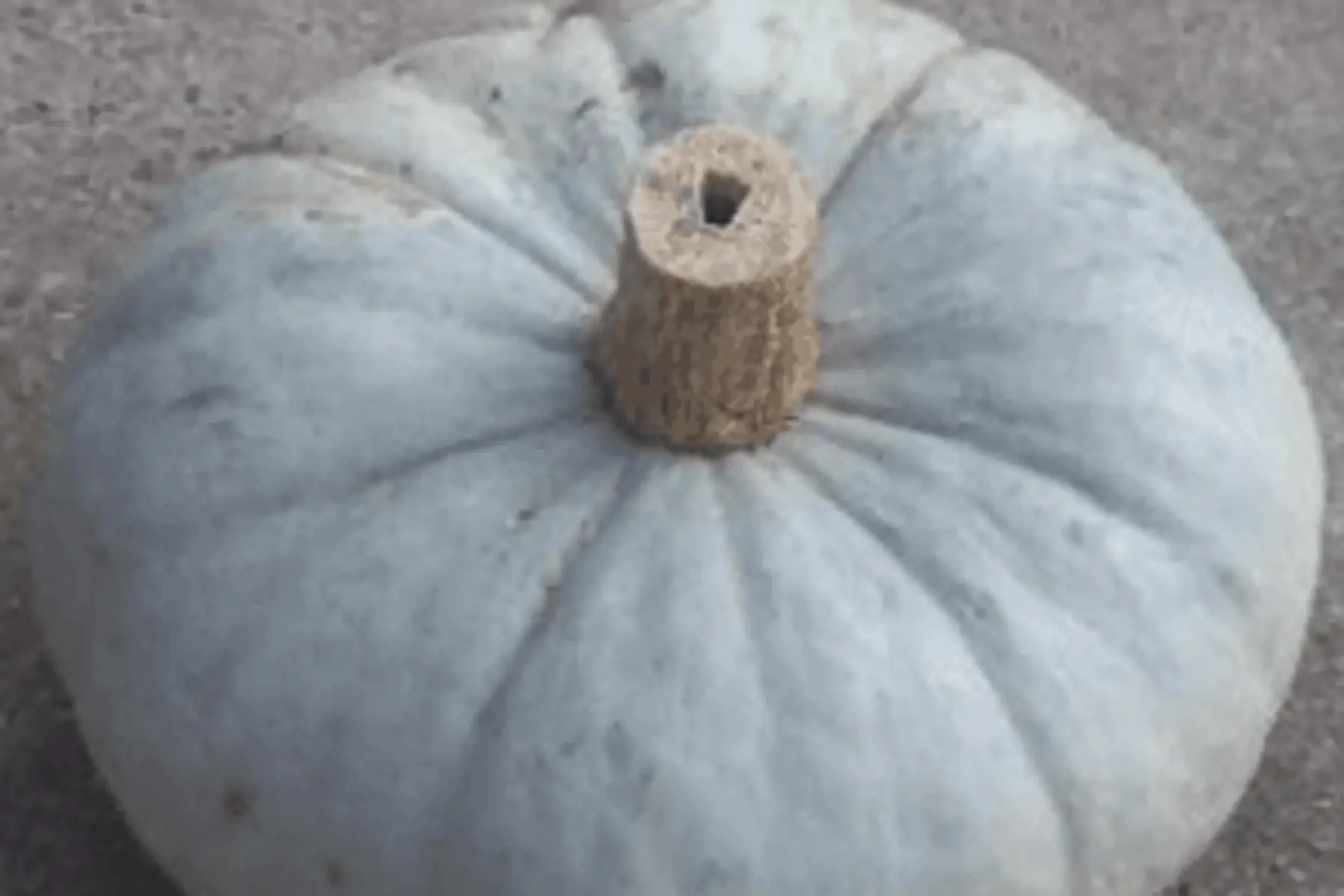 courge bleue de hongrie 500g