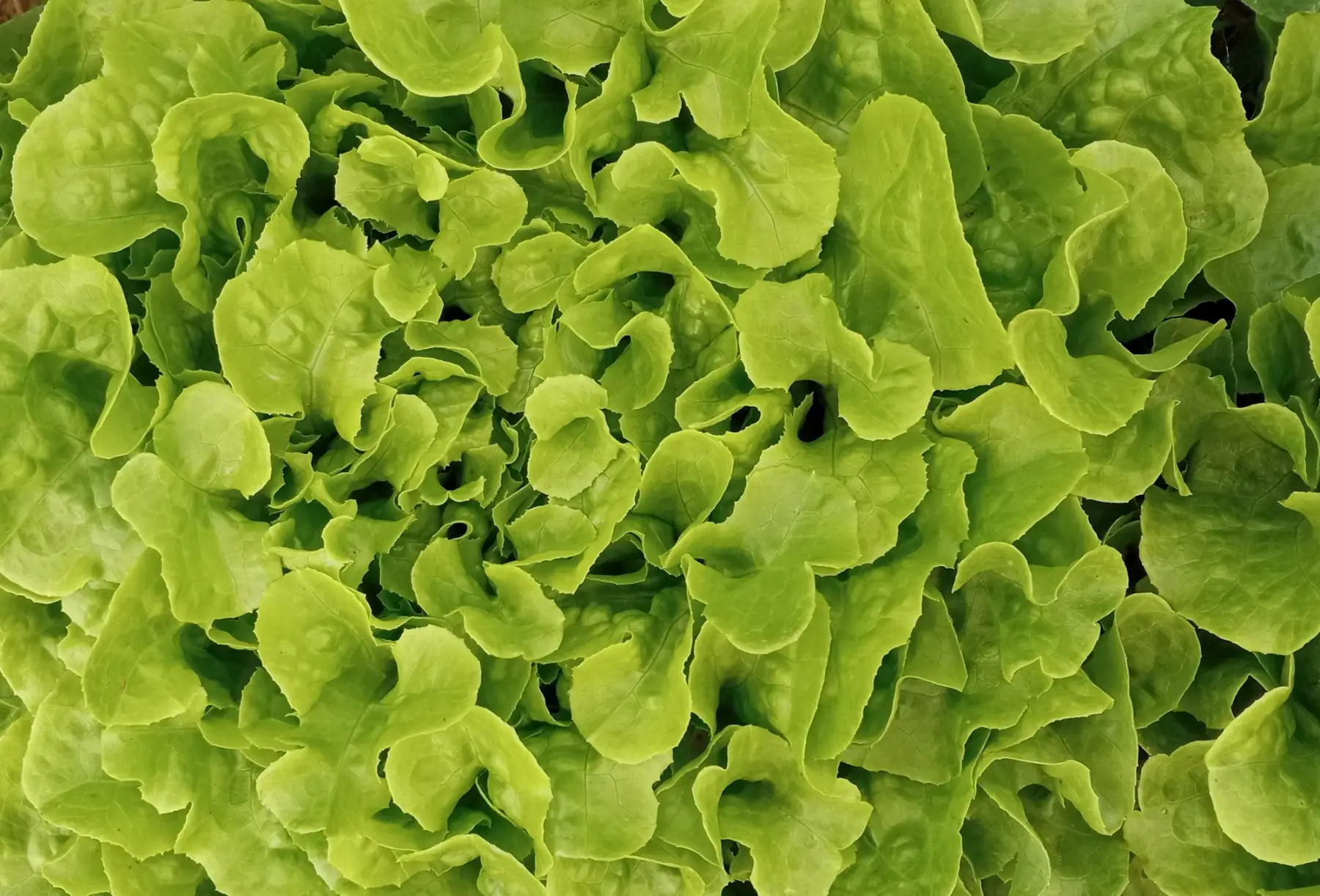 laitue feuille de chêne verte