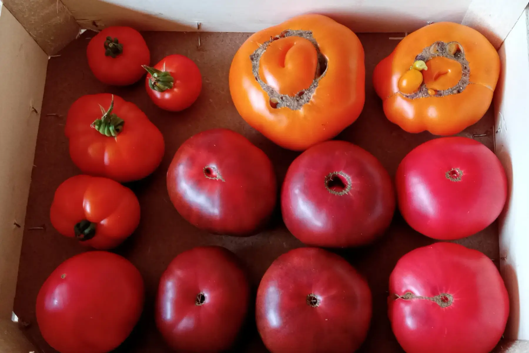 tomates anciennes lot 3kg
