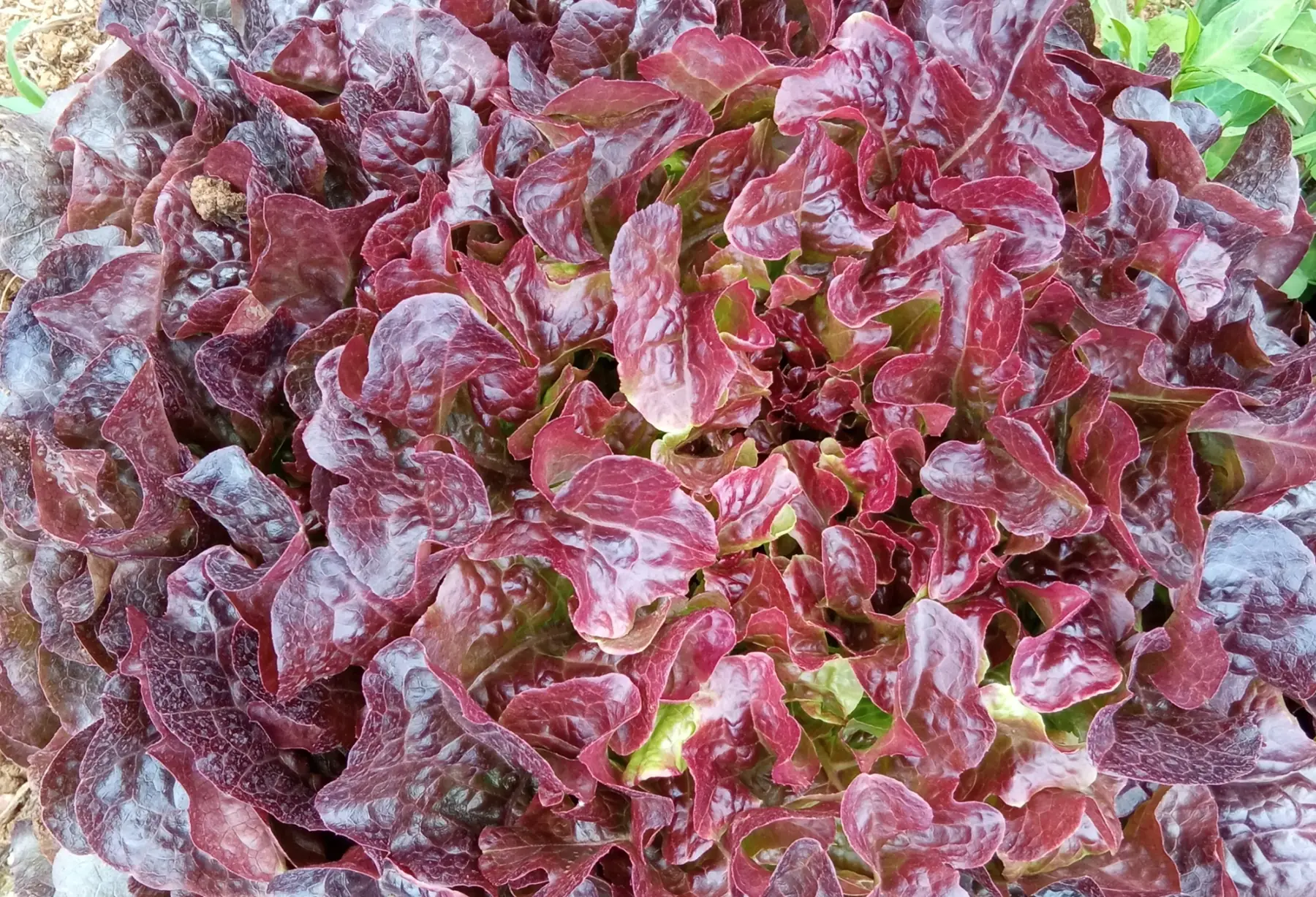 laitue feuille de chêne rouge
