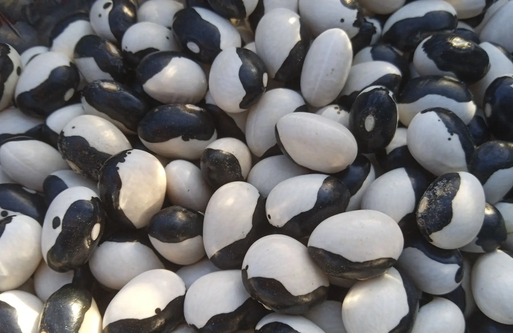 haricots secs ying yang