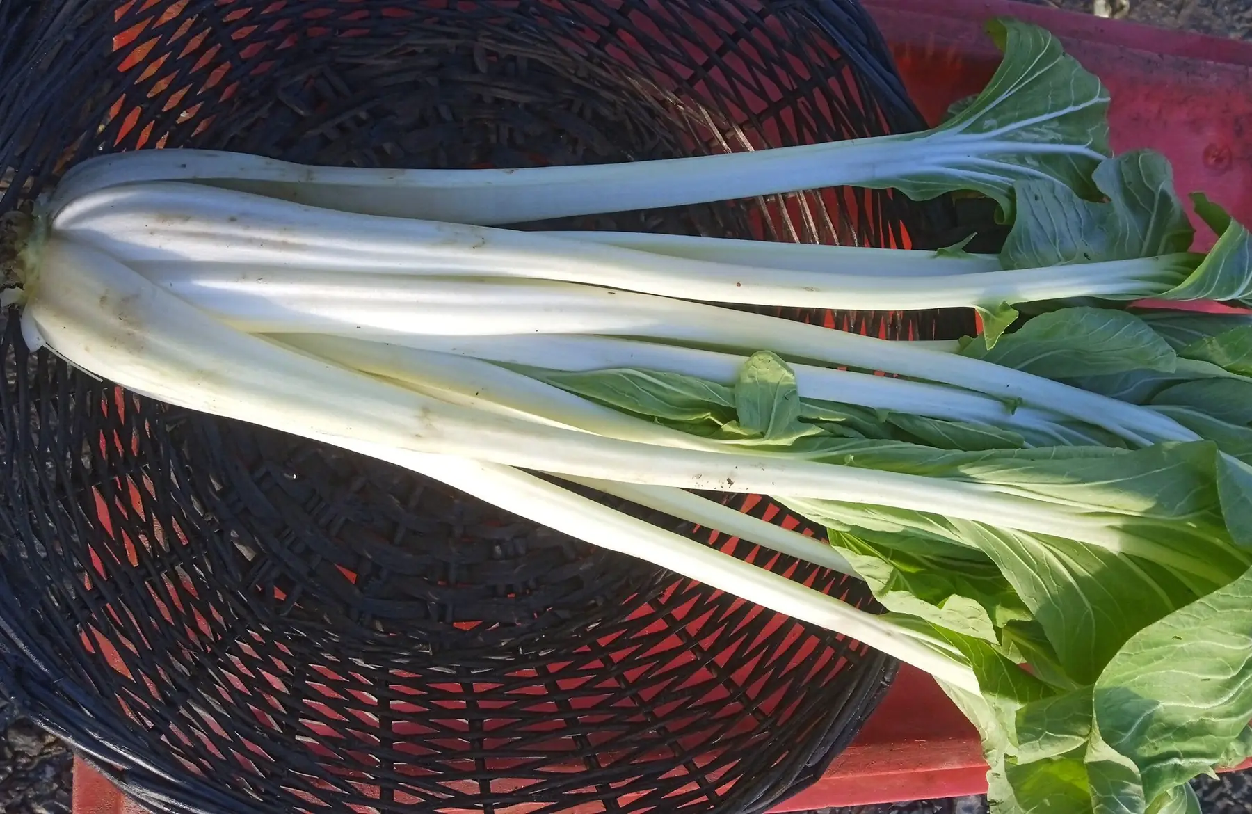 chou chinois pak choï