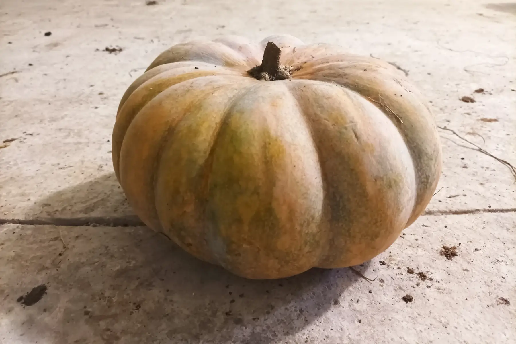 courge musquée de provence