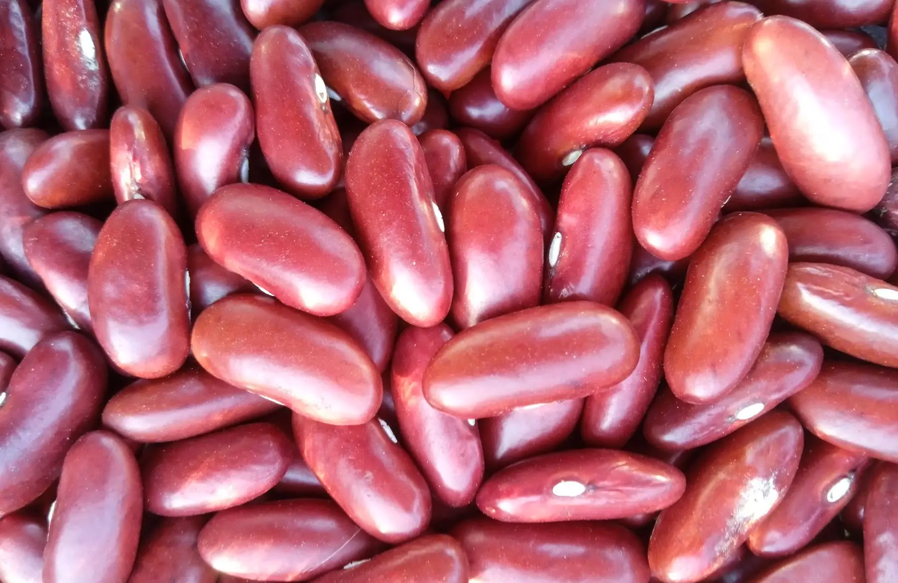 haricots secs rouges