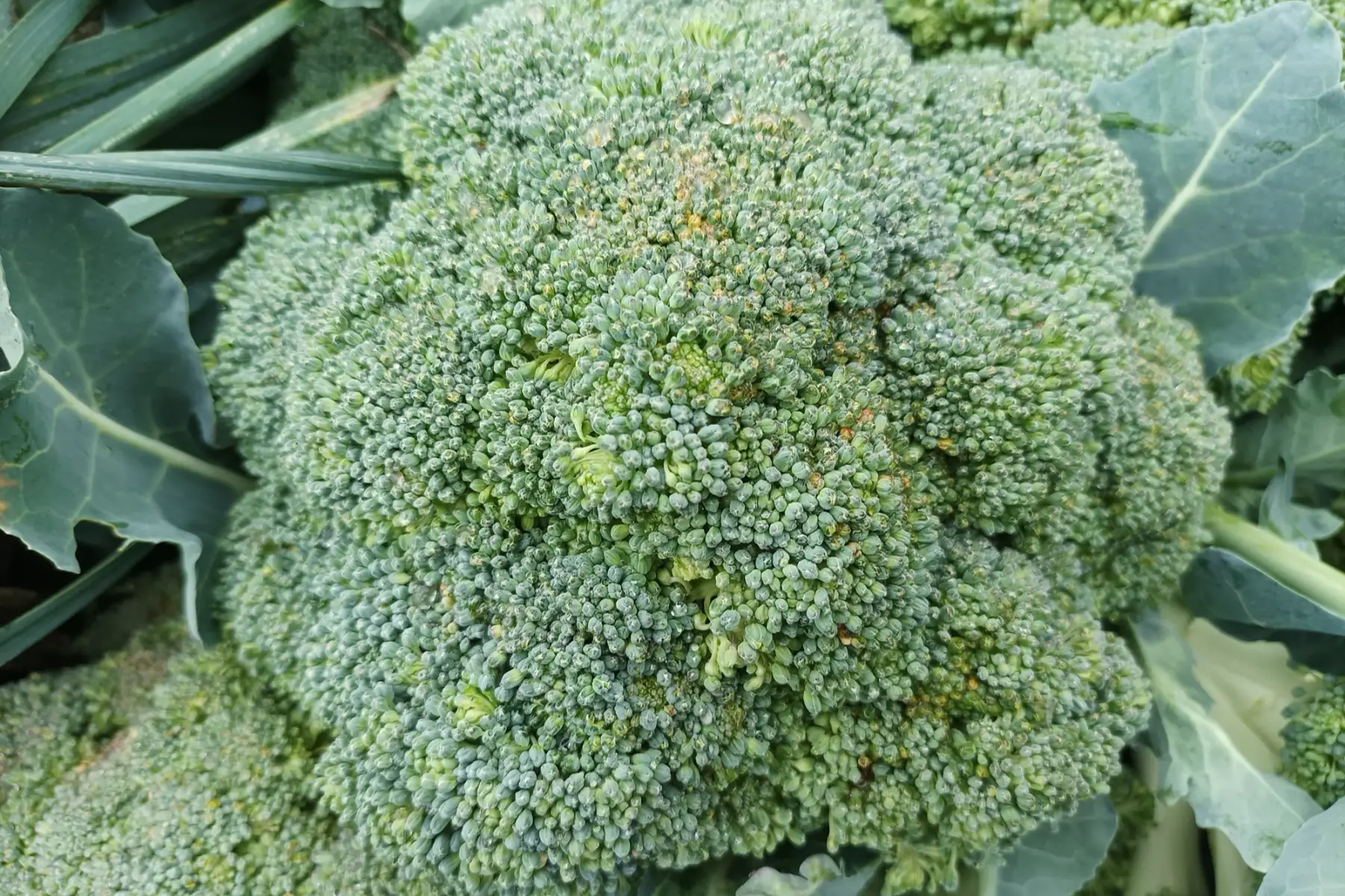 choux brocolis