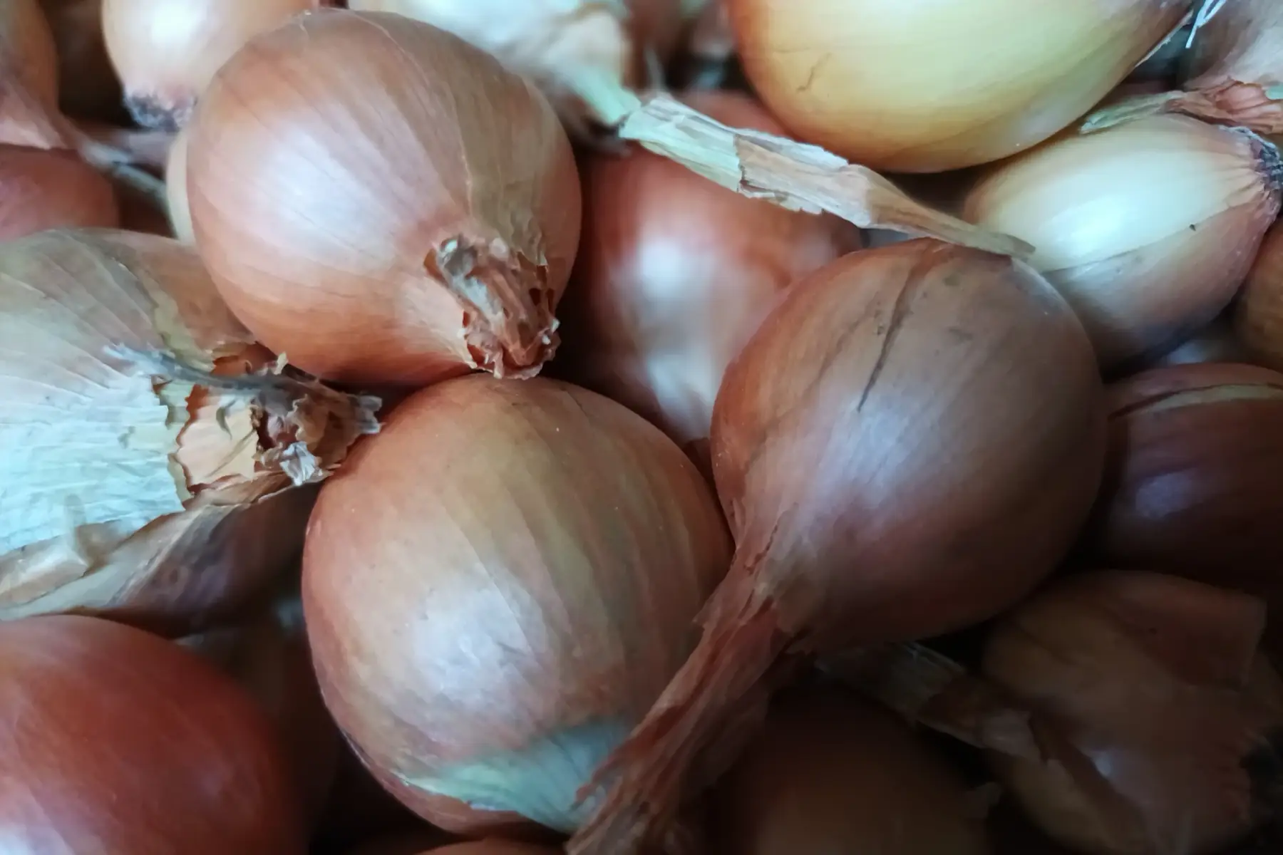 oignons jaunes