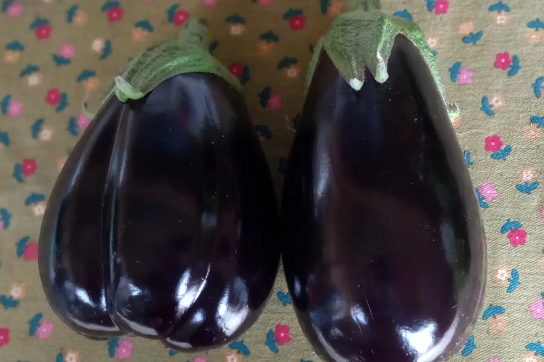 aubergines violettes