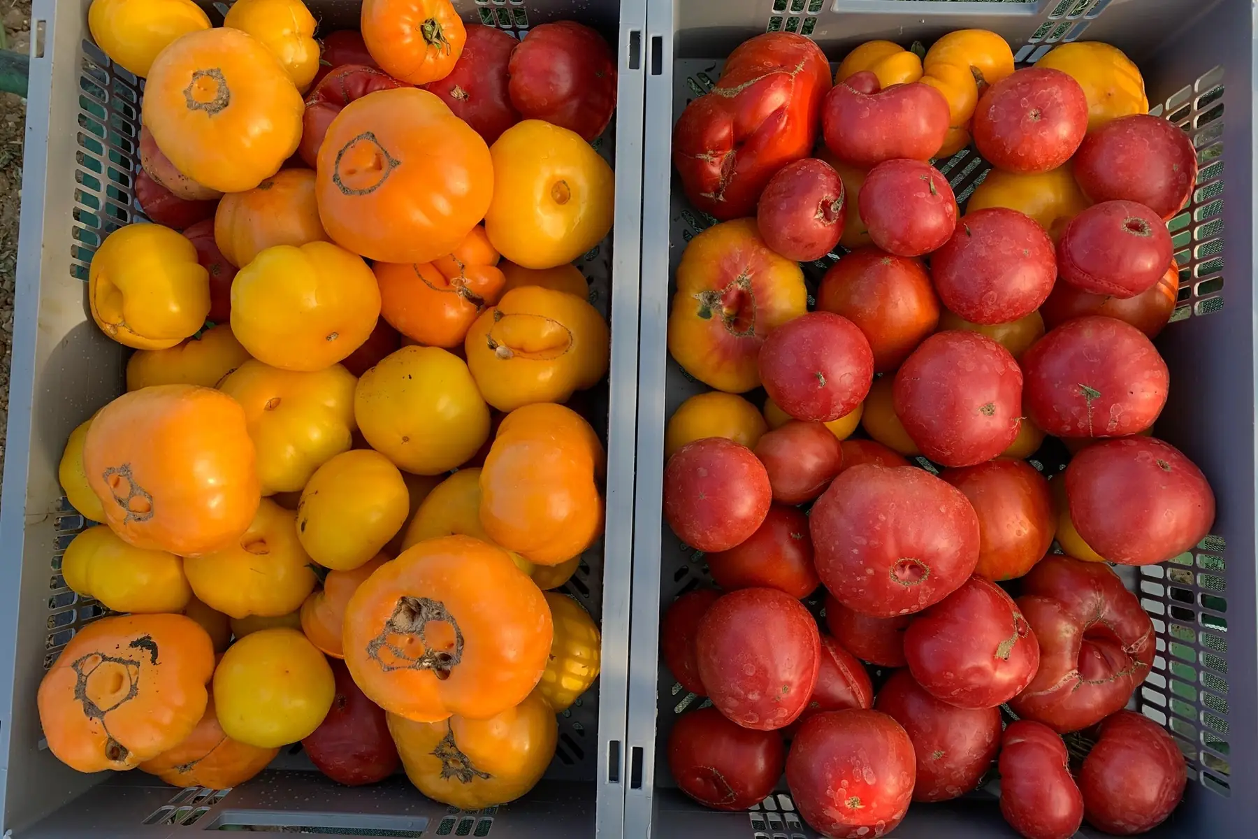 tomates