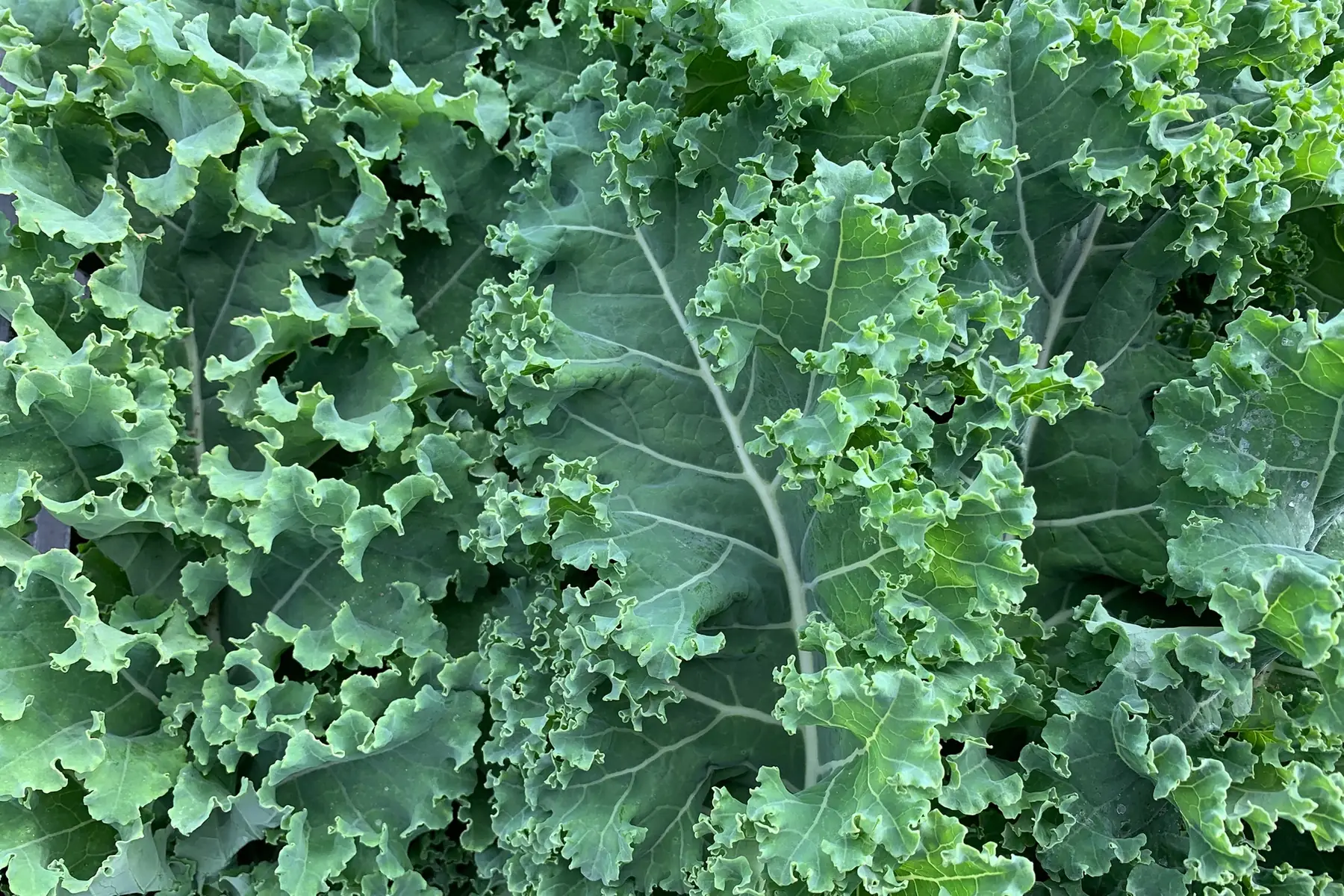 chou kale