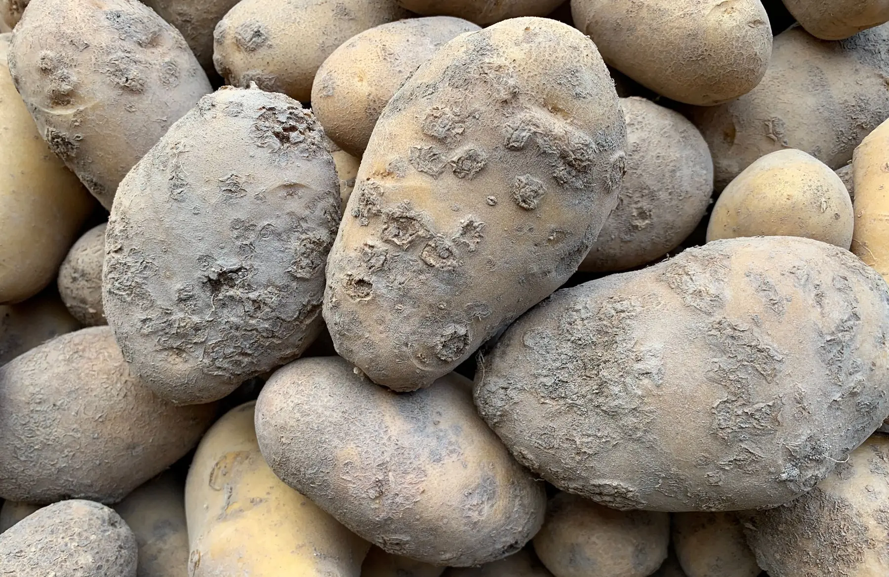 pomme de terre déclassée fripée / molle