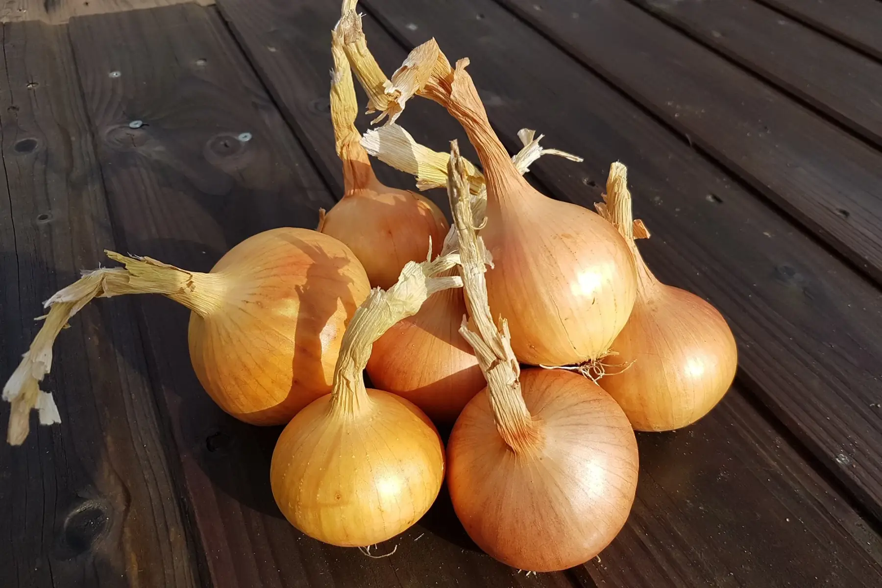 oignons jaunes