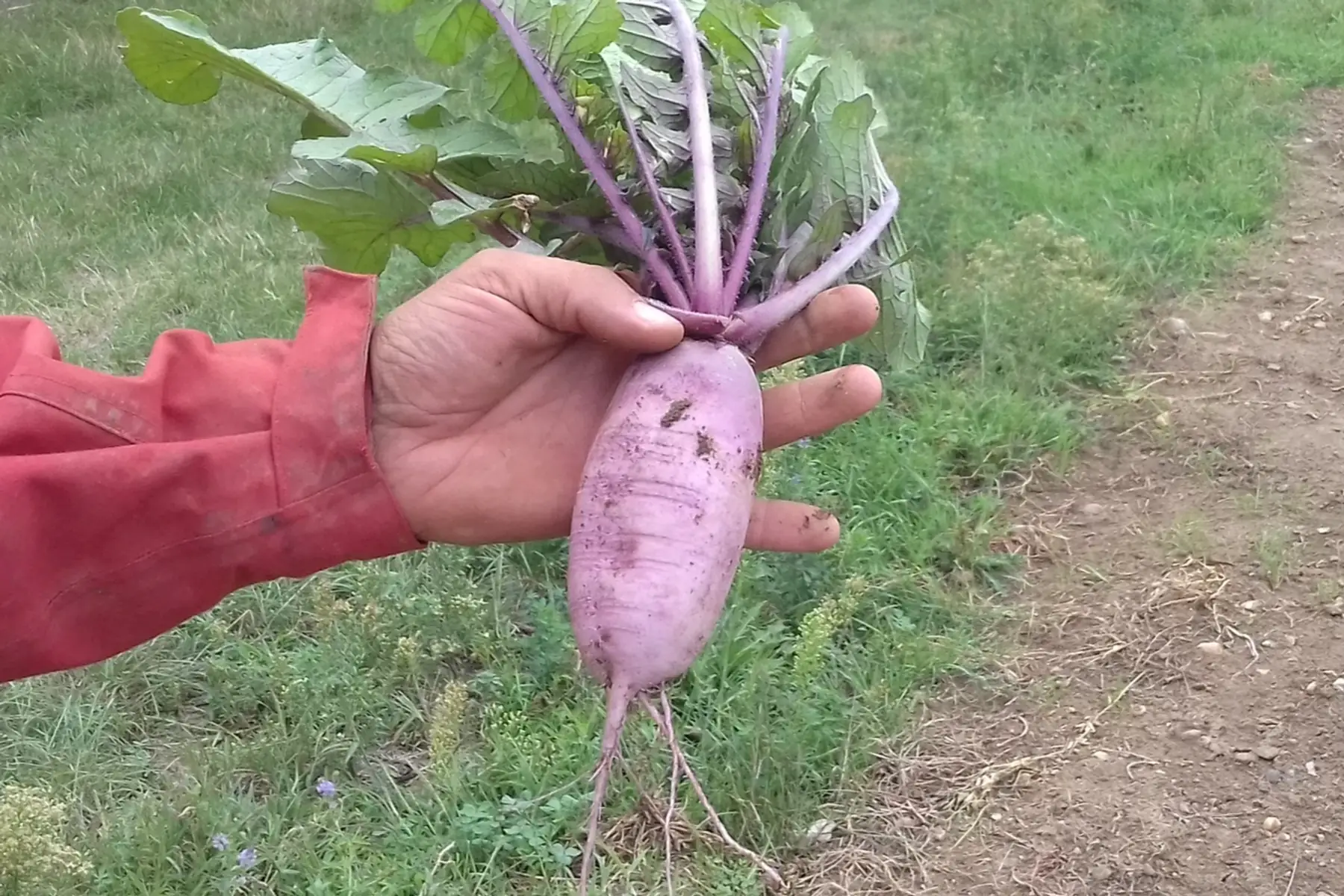 radis blue candle x 1 kg