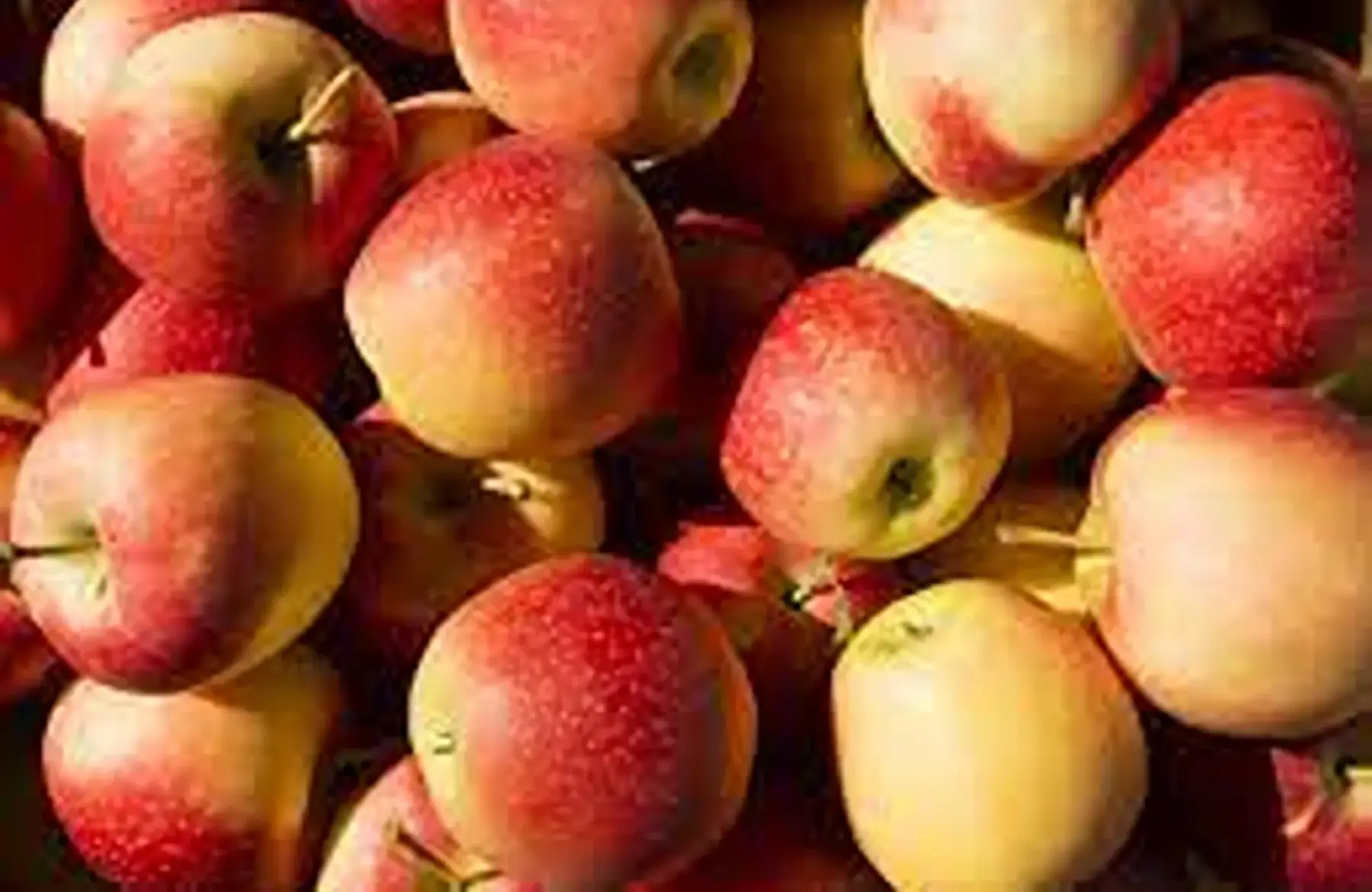 pomme Pilot (ferme, sucrée, acidulée) x 2 kg