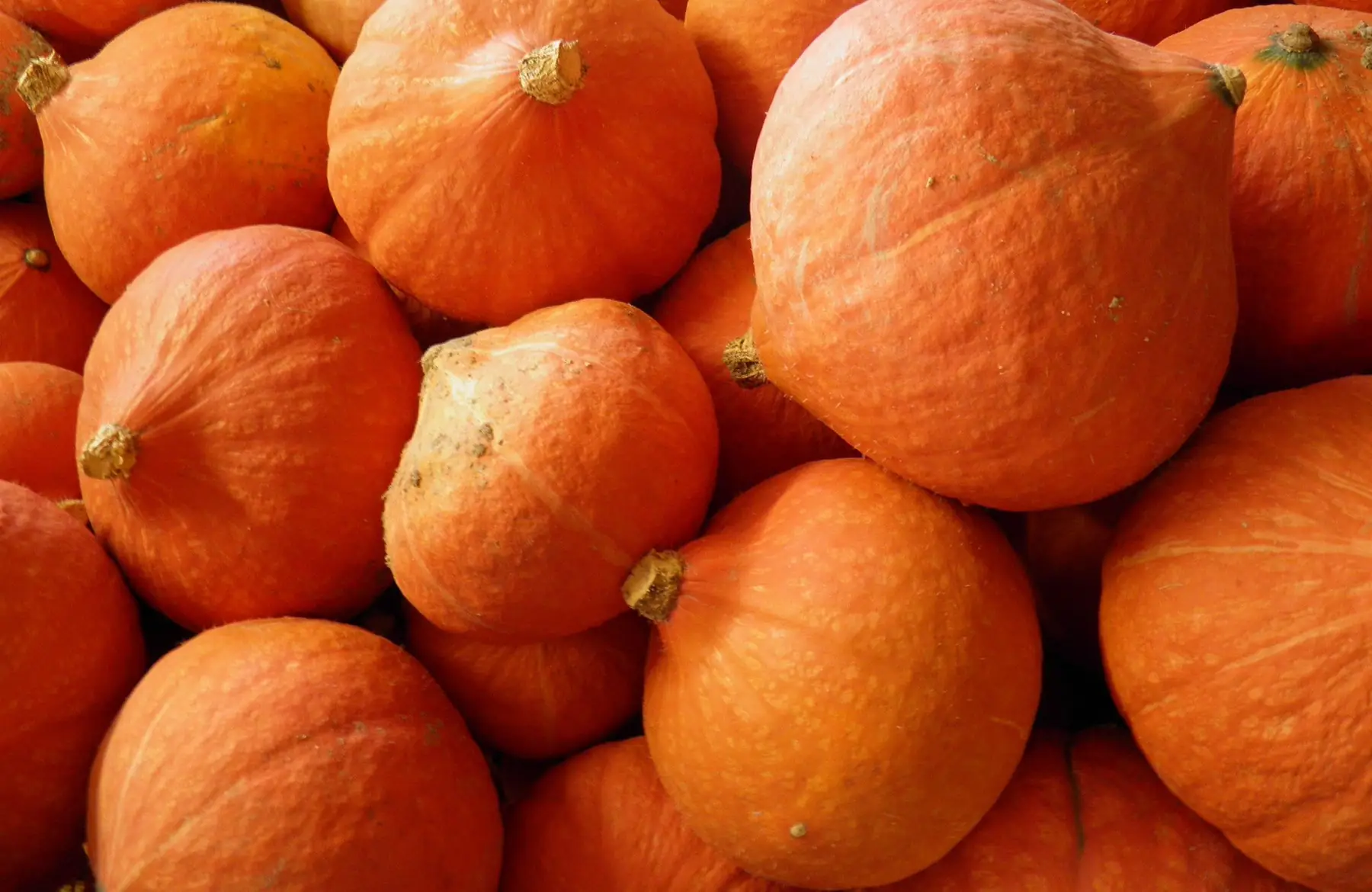 potimarron x 1 pièce