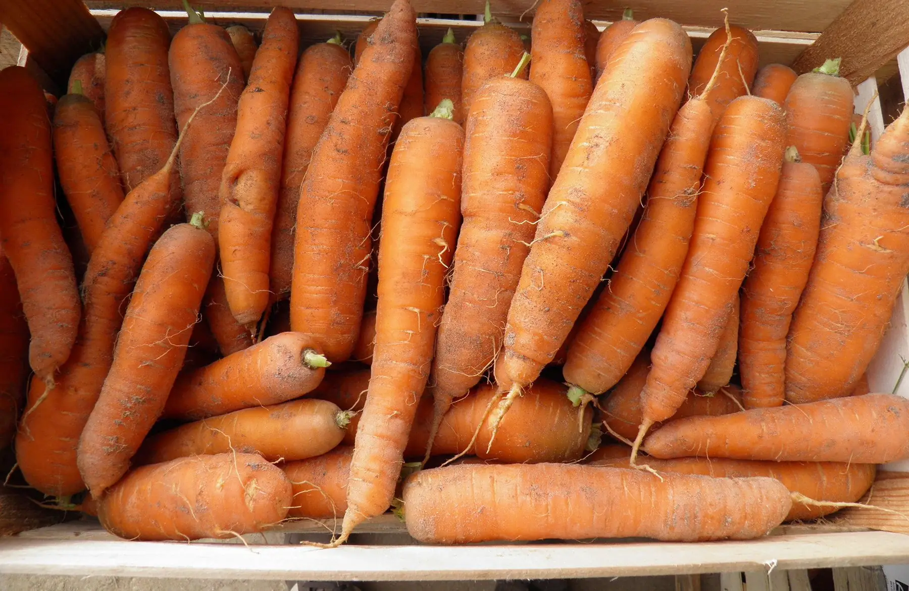 carotte sable x 1 kg