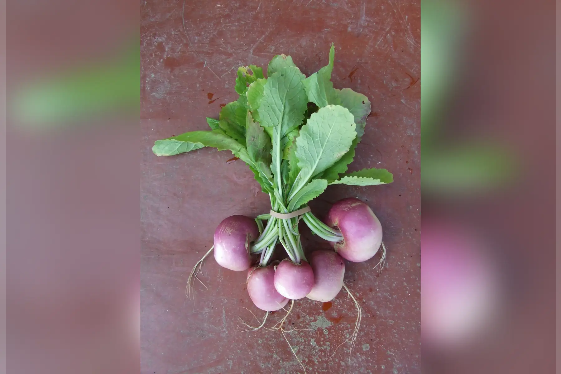 navet botte x 1 botte