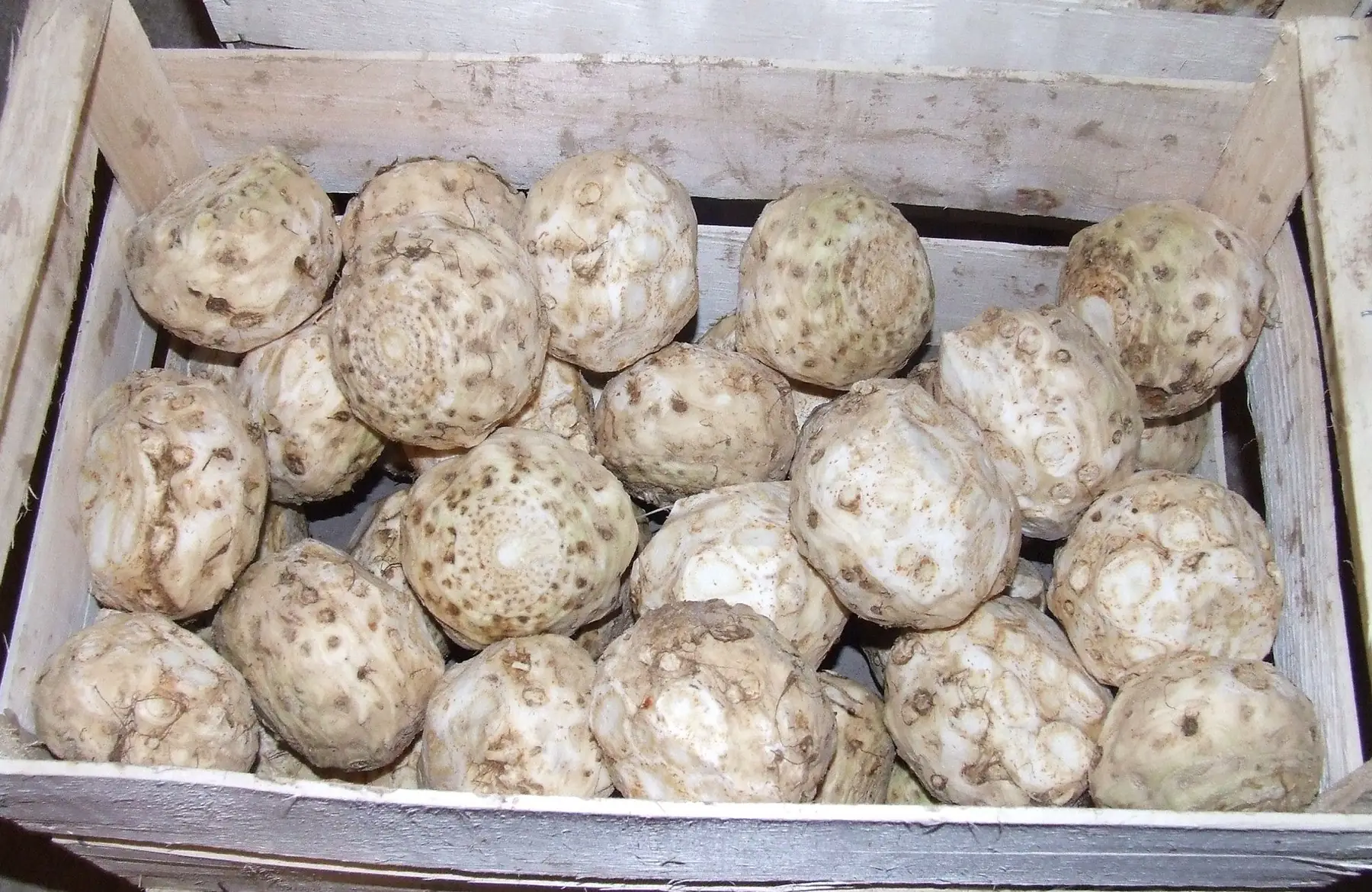 céleri rave x 1 pièce