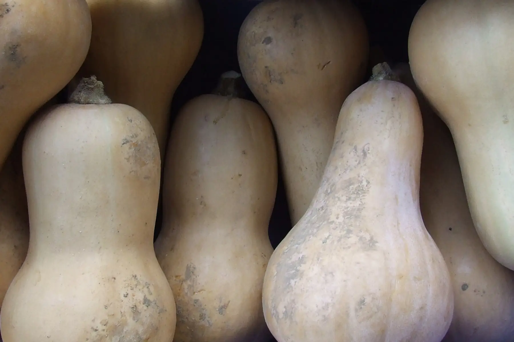 courge butternut x 1 pièce