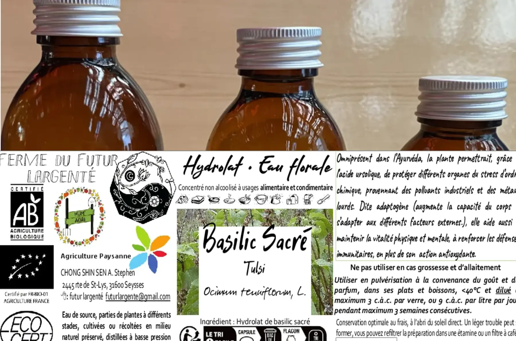 Basilic sacré (Tulsi)