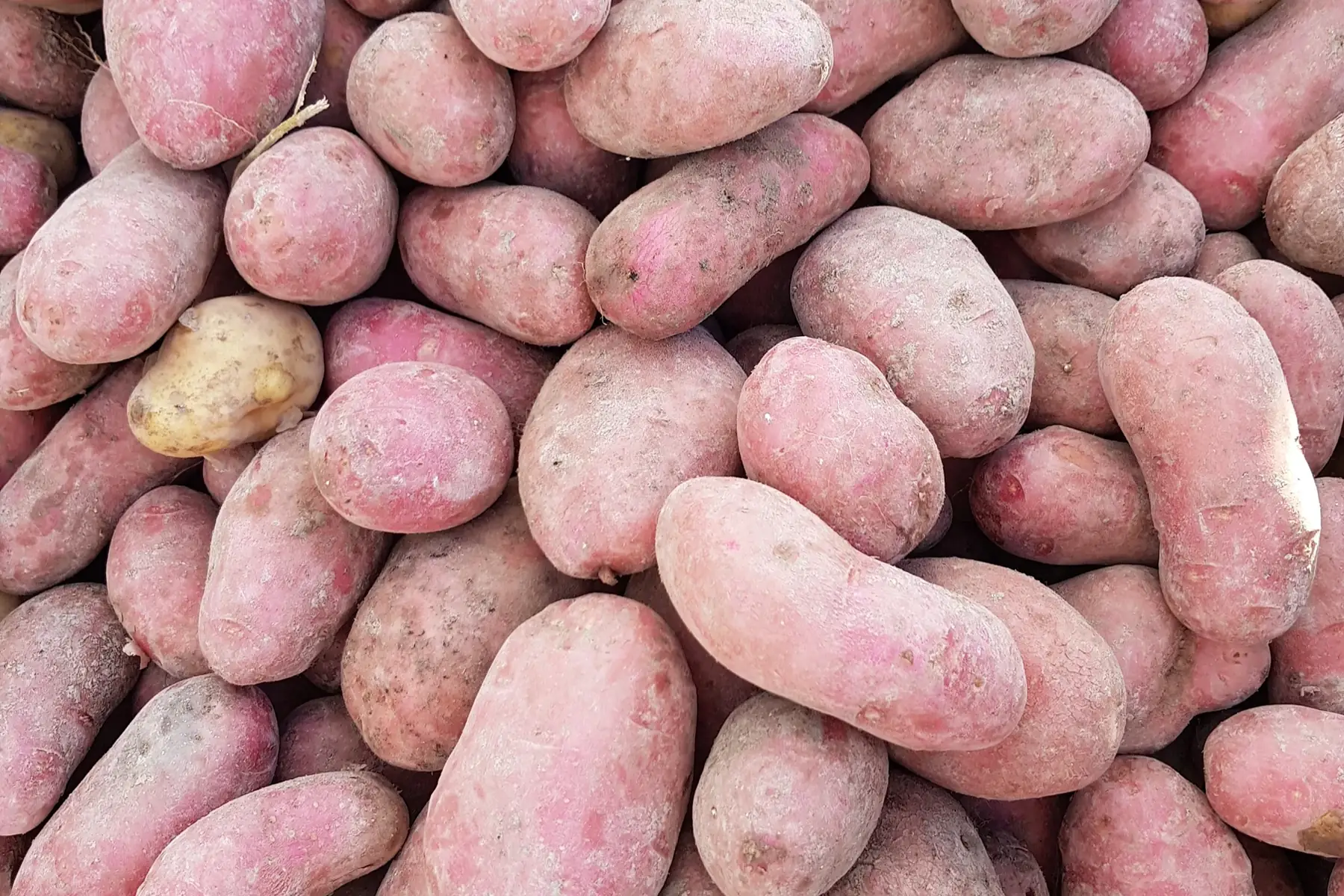 pommes de terre alouette bio