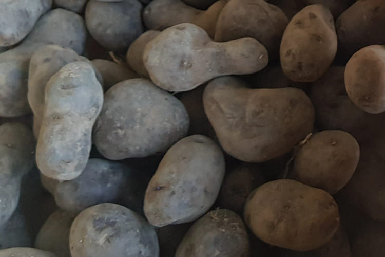 pommes de terre violette gaiane bio