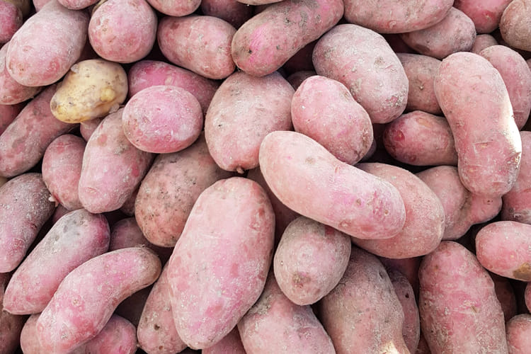 pommes de terre alouette bio