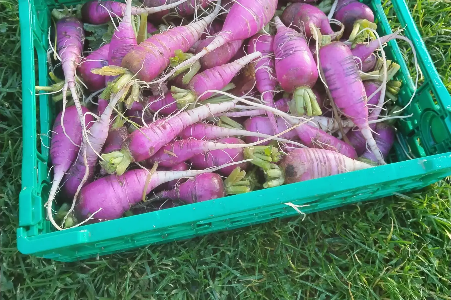 radis violet d'hiver 400g