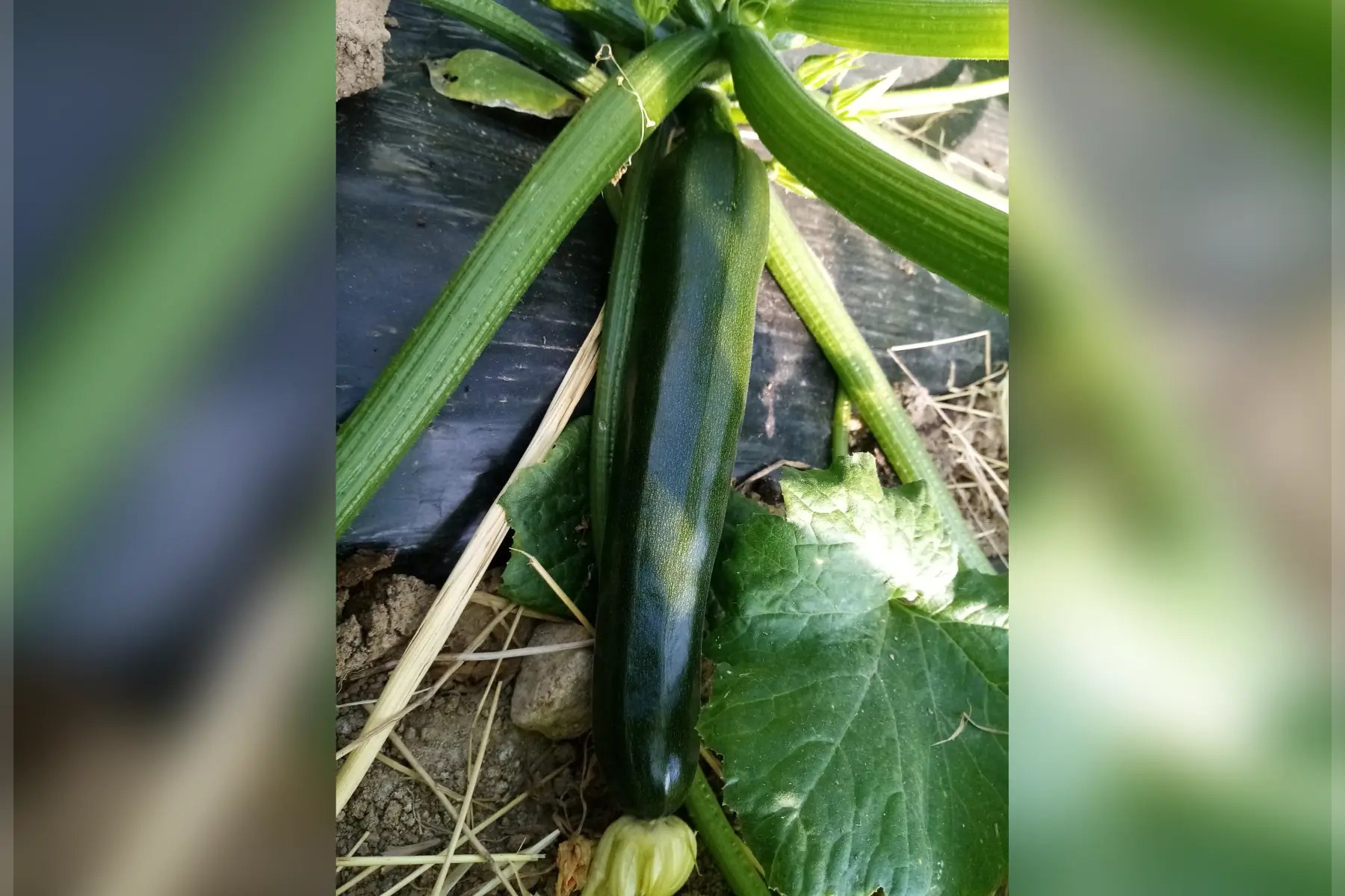 courgette 1kg
