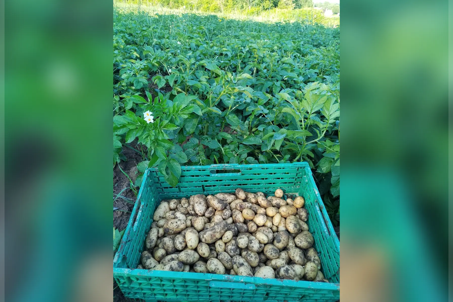 pommes de terre 1kg apollo