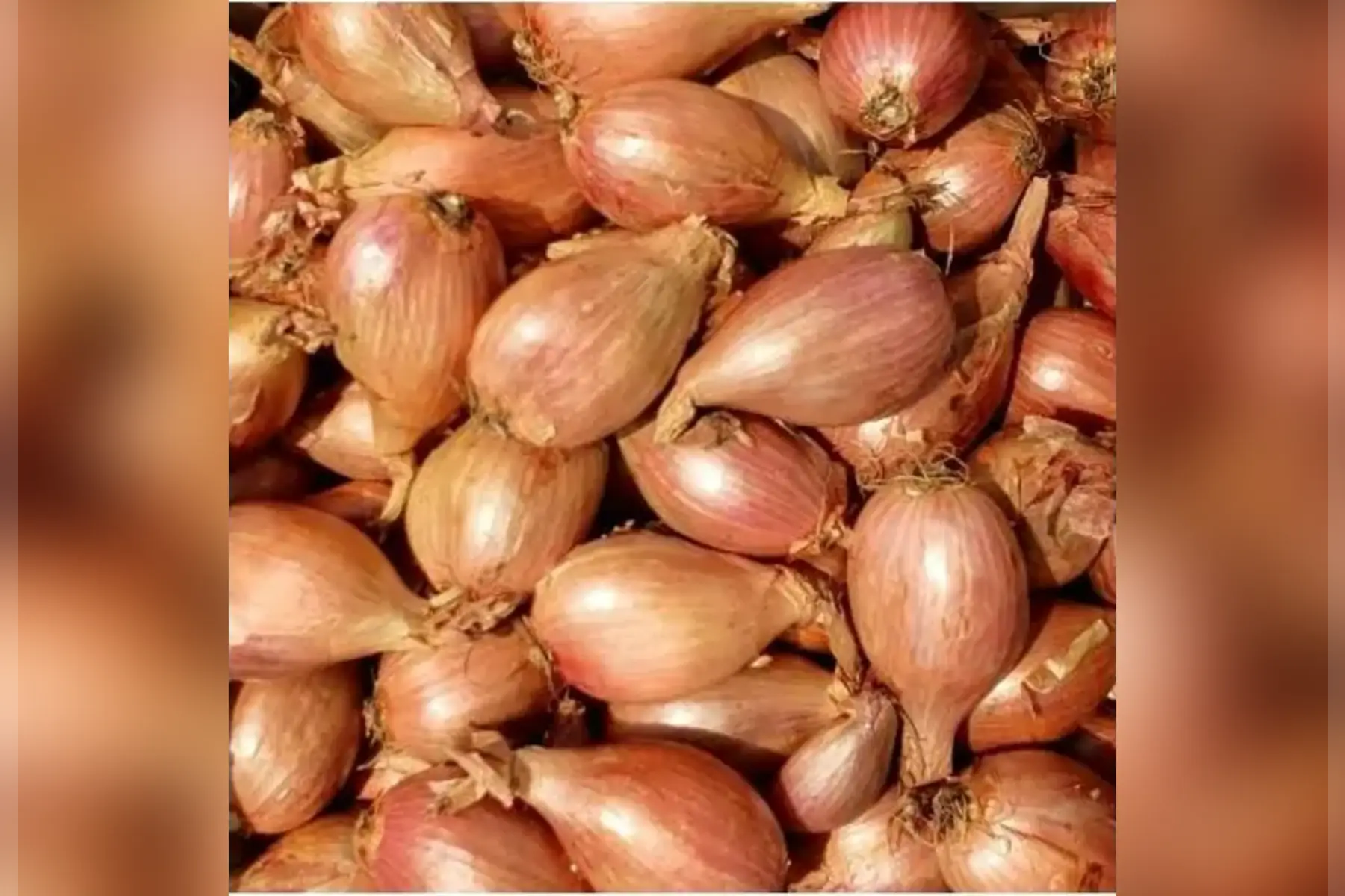 échalotes 250g