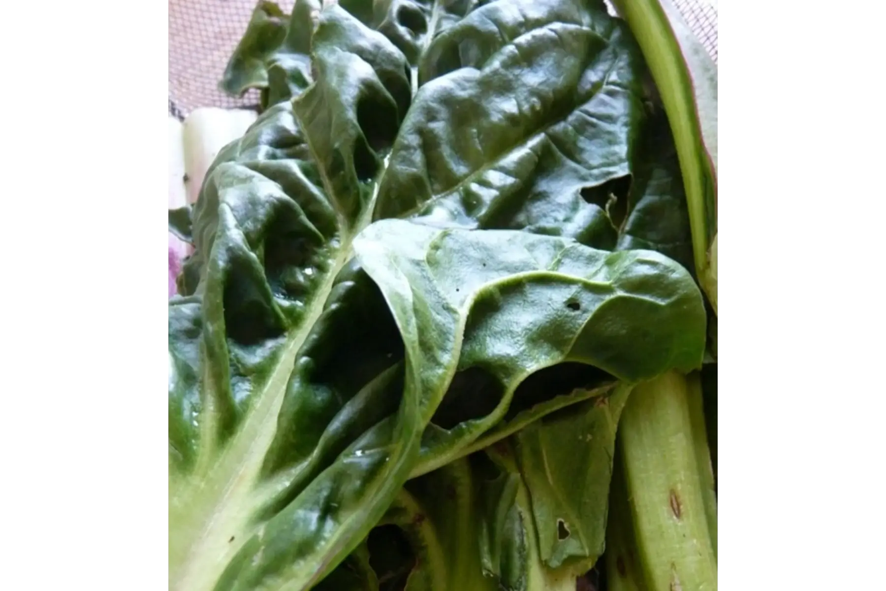 bouquet de blettes 500g