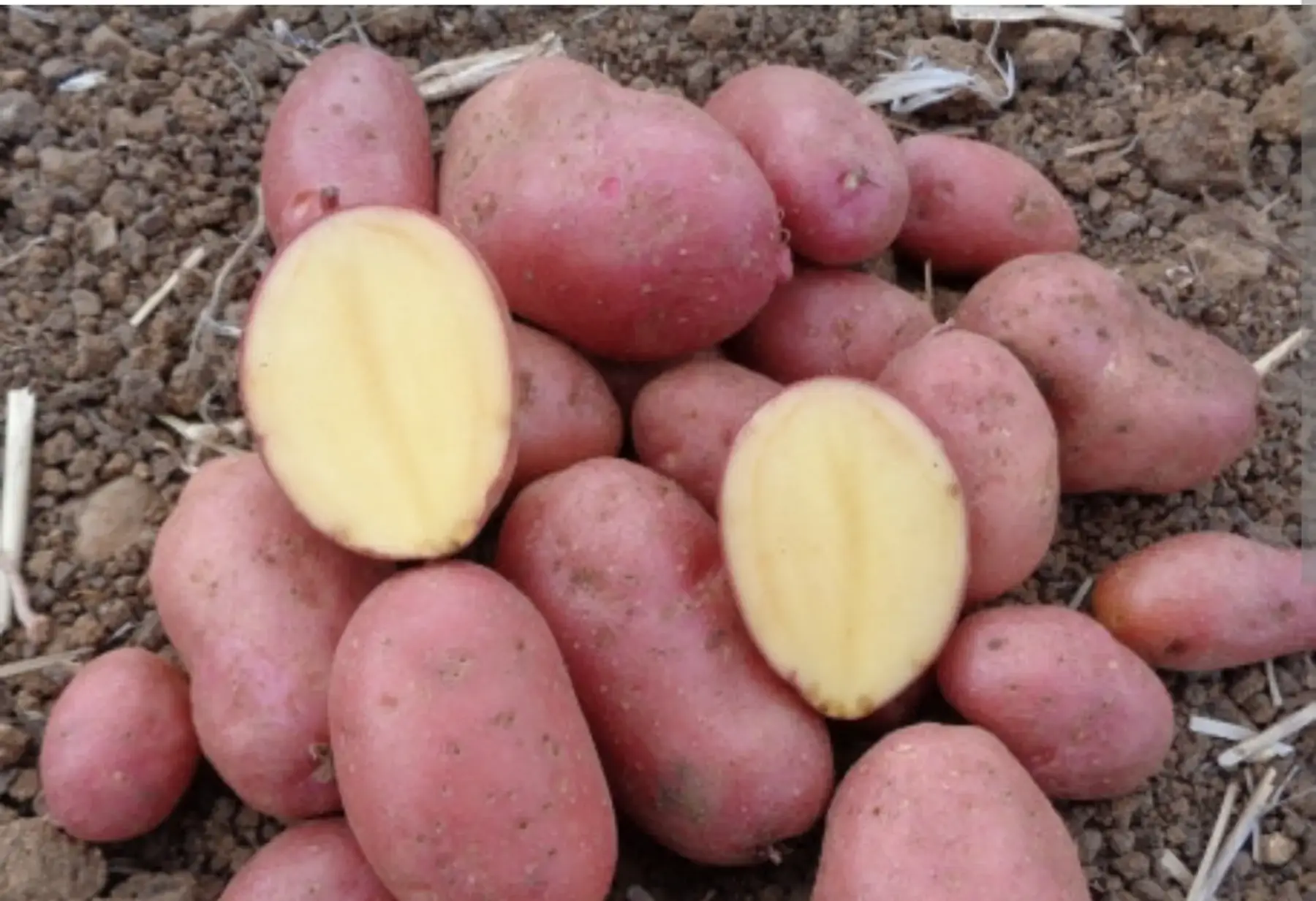 Pomme de terre Cheyenne 1kg chair ferme