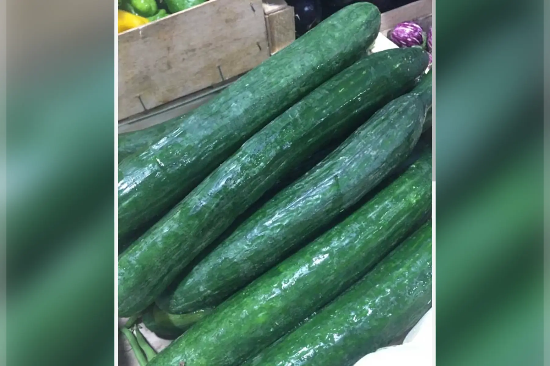 concombre long