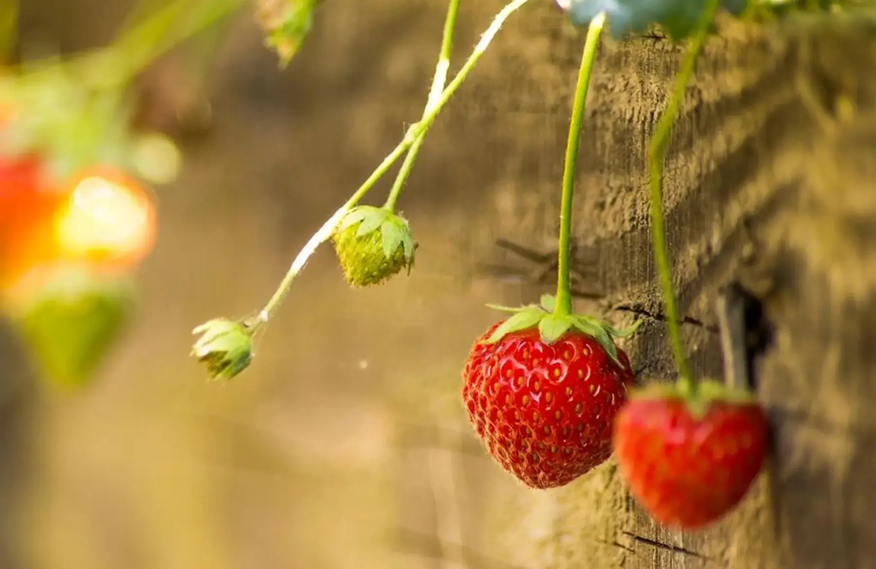 fraisier mara des bois - remontant