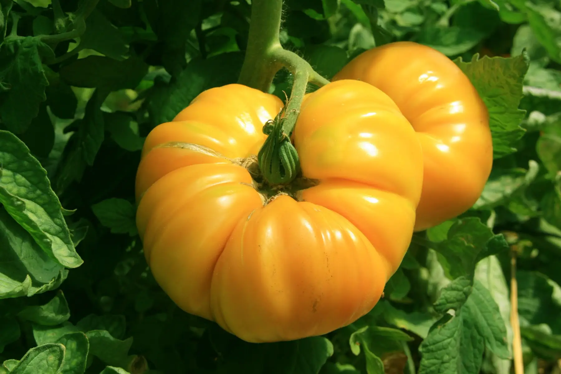 plant tomate - ananas jaune