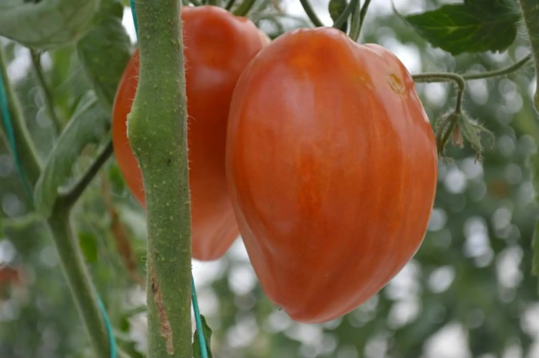 plant tomate - coeur de boeuf jérusalem
