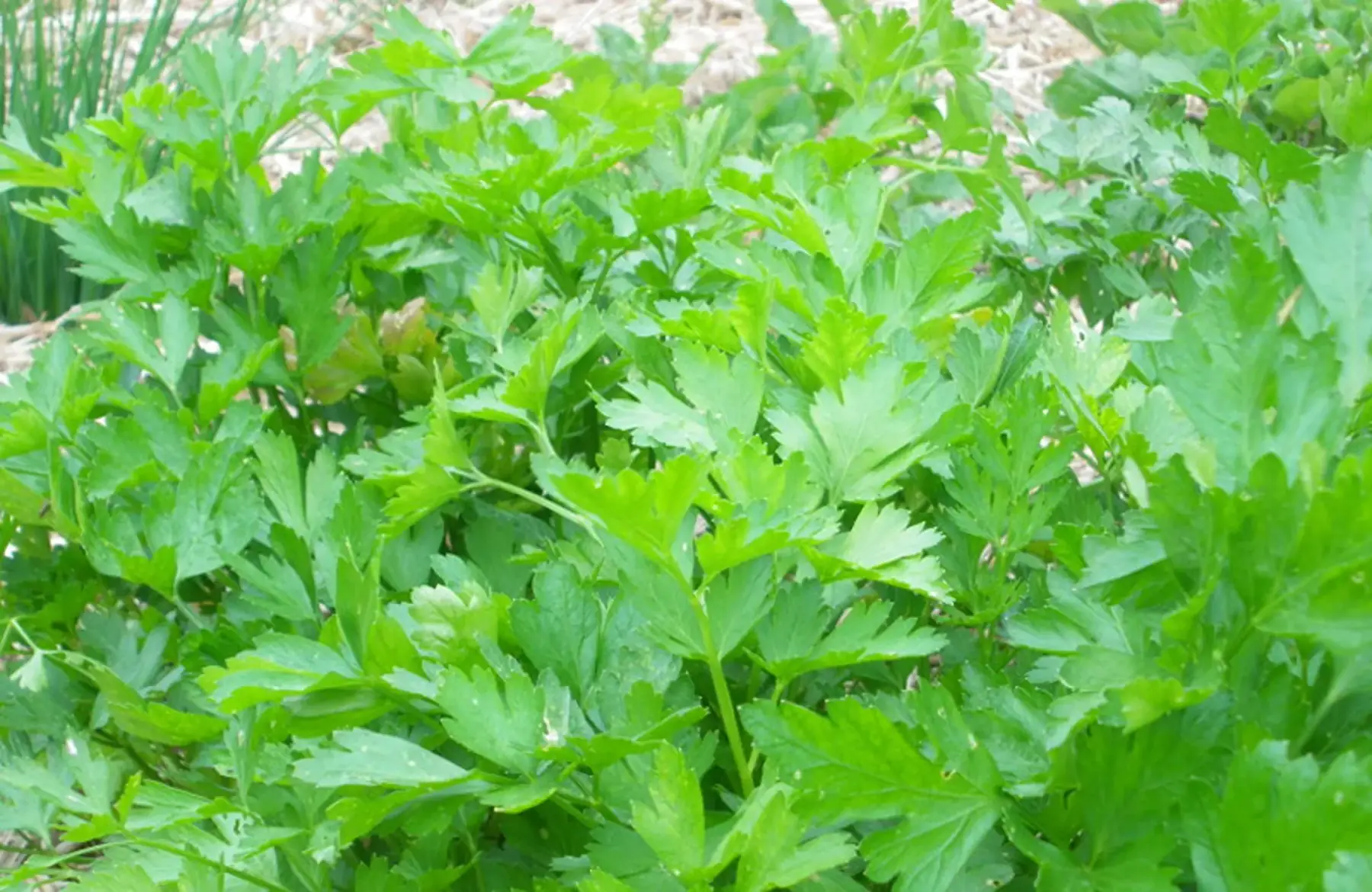 plant persil géant d'italie