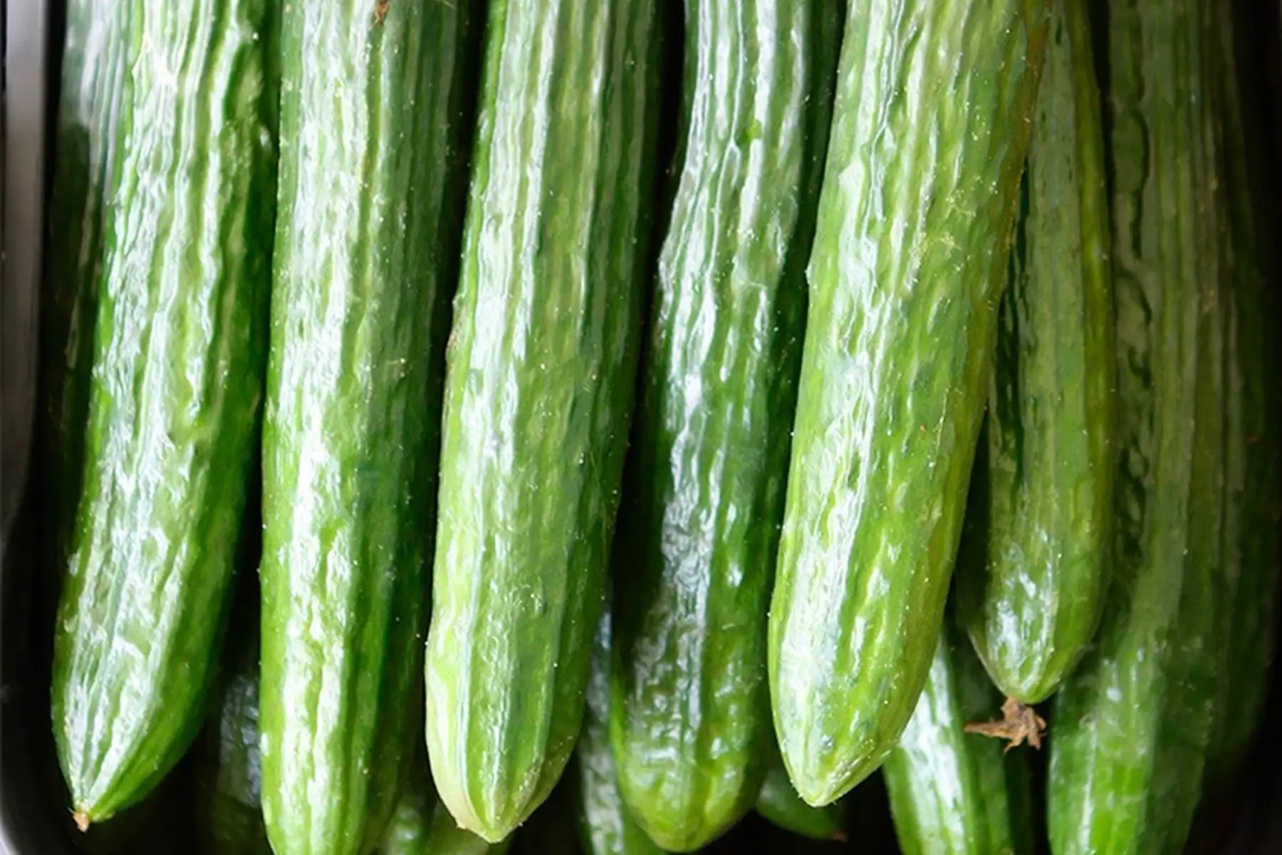 plant concombre - vert long maraîcher