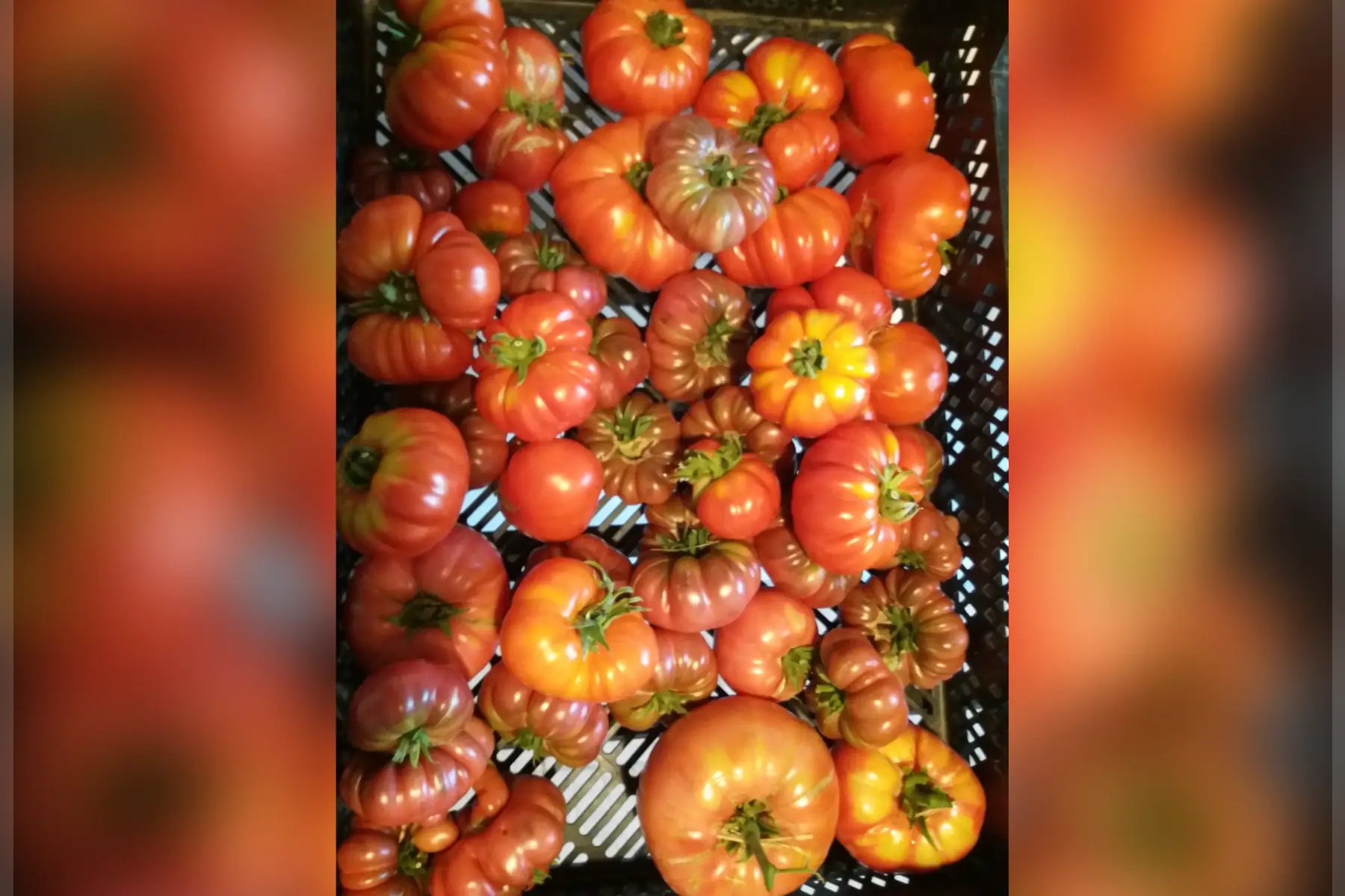tomates anciennes charnues mélange