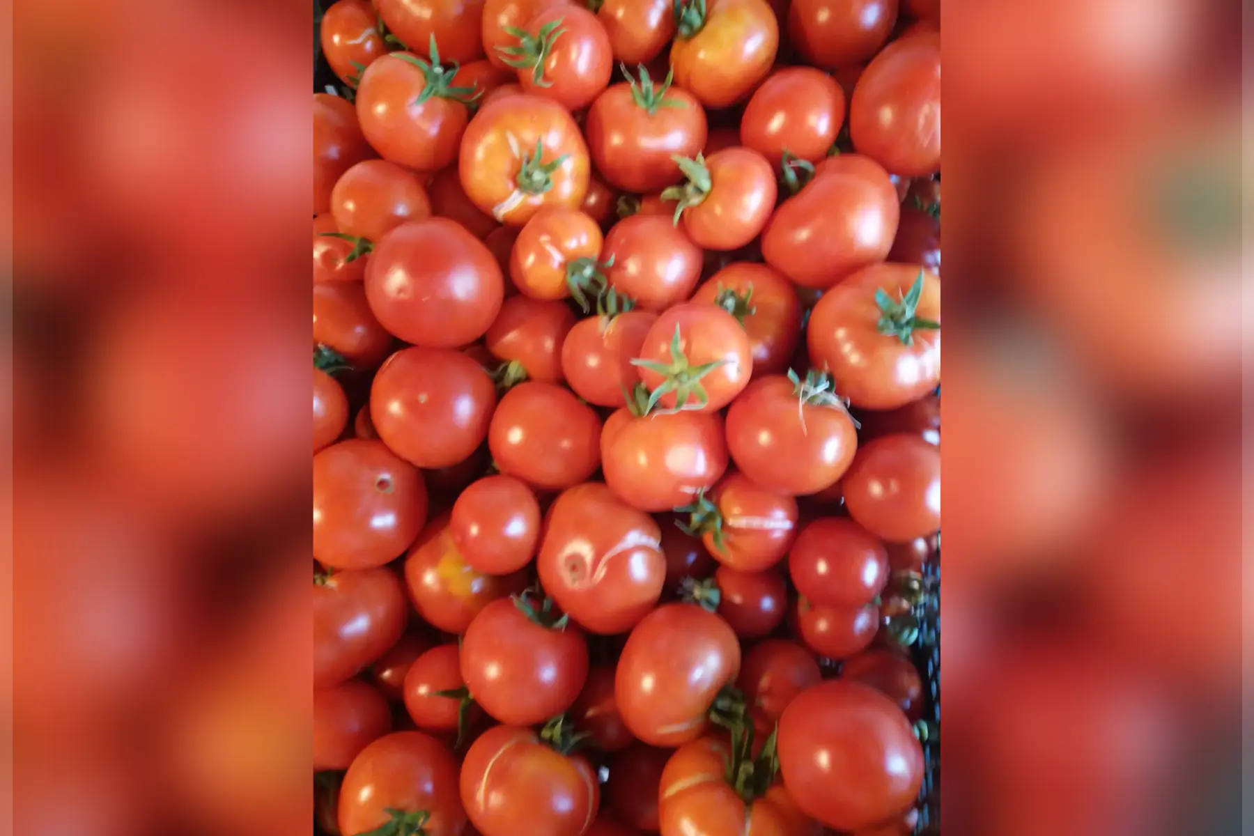 tomates classiques