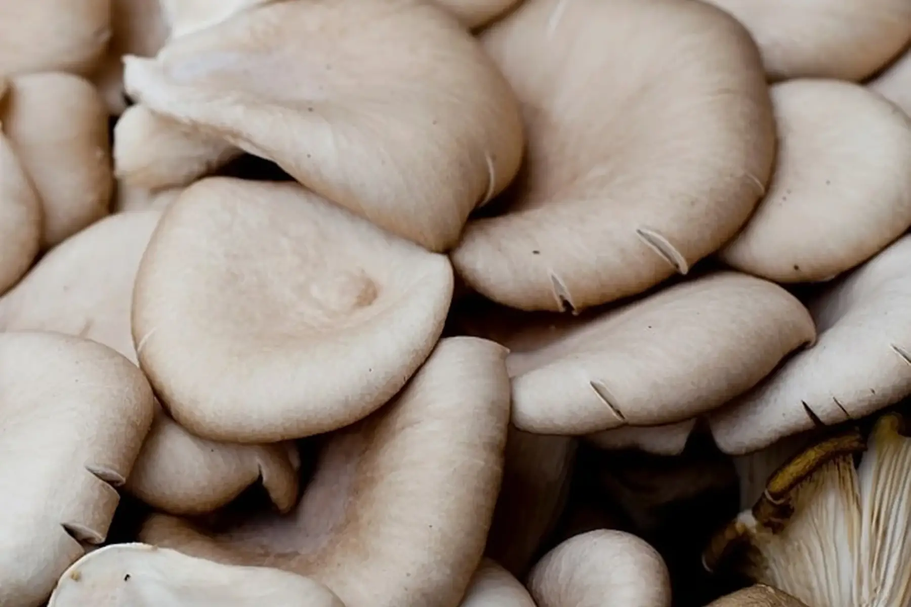 pleurotes barquette 250gr