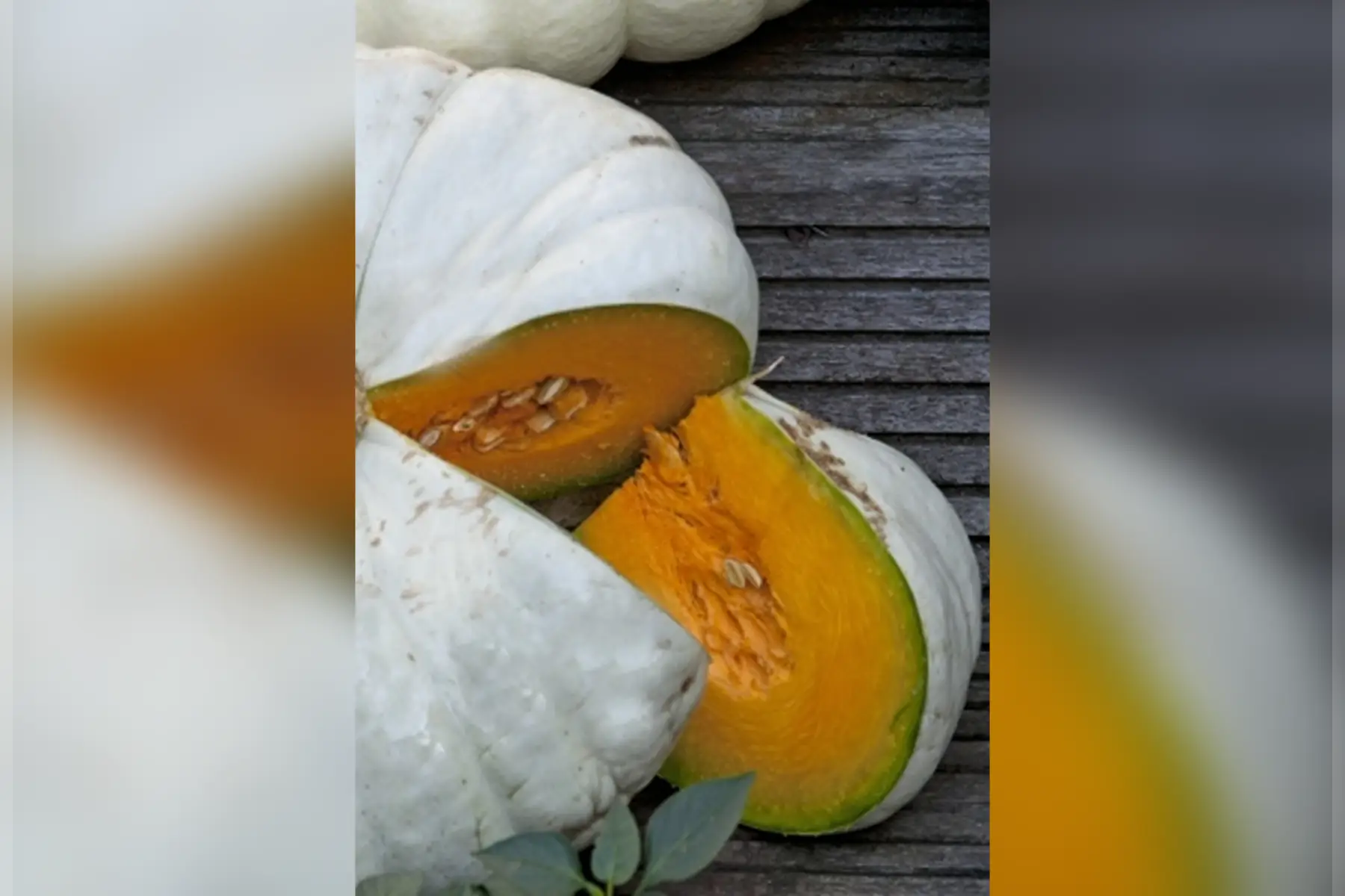 courge flat white boer