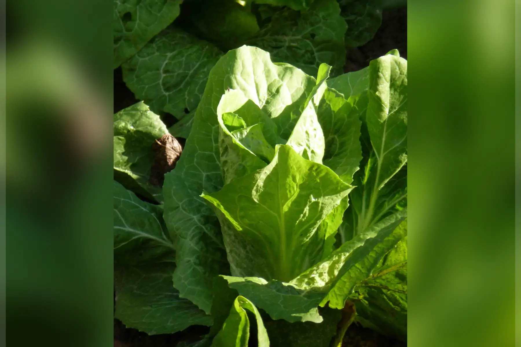 chicorée "pain de sucre"