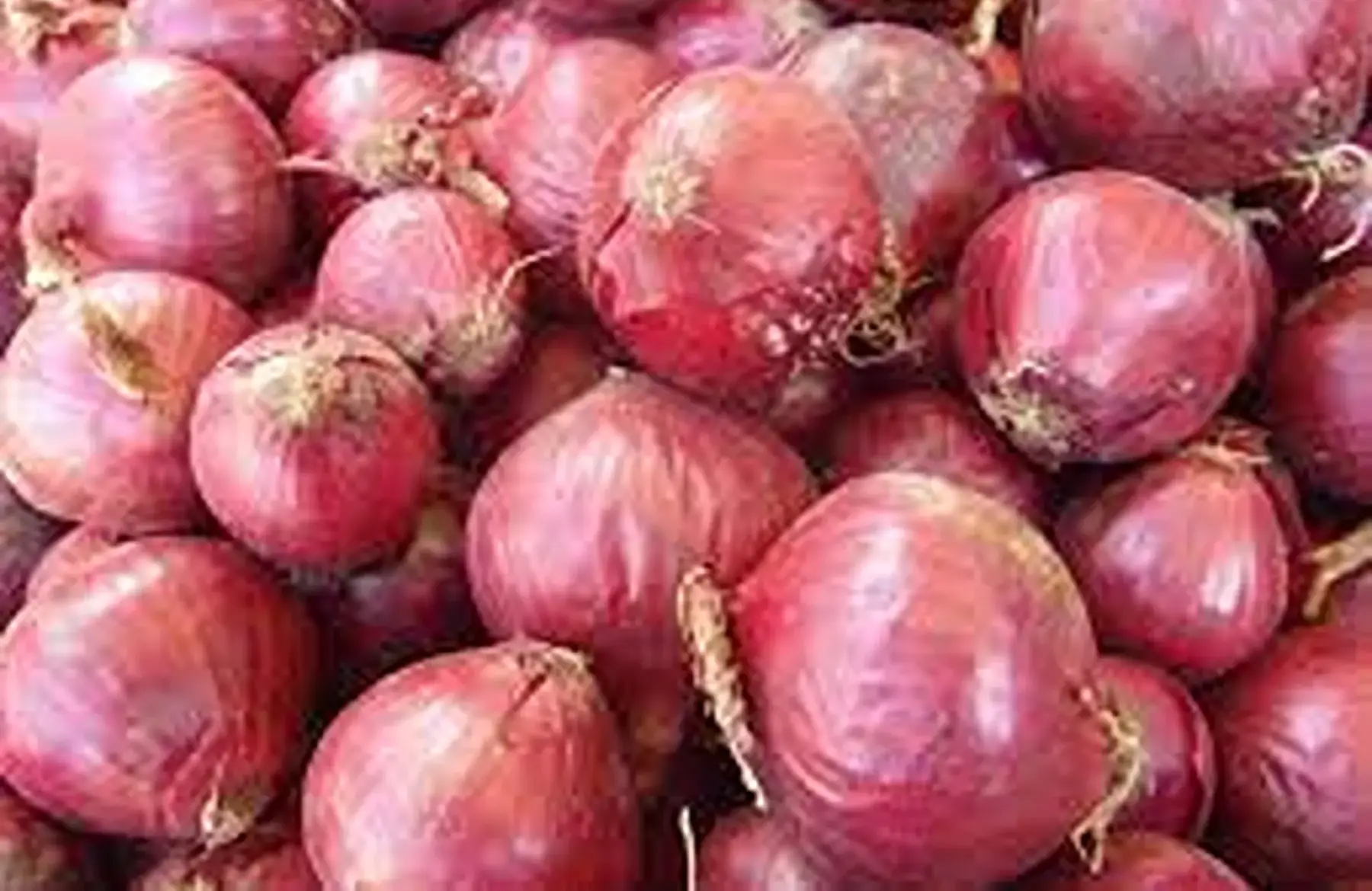 oignon rouge