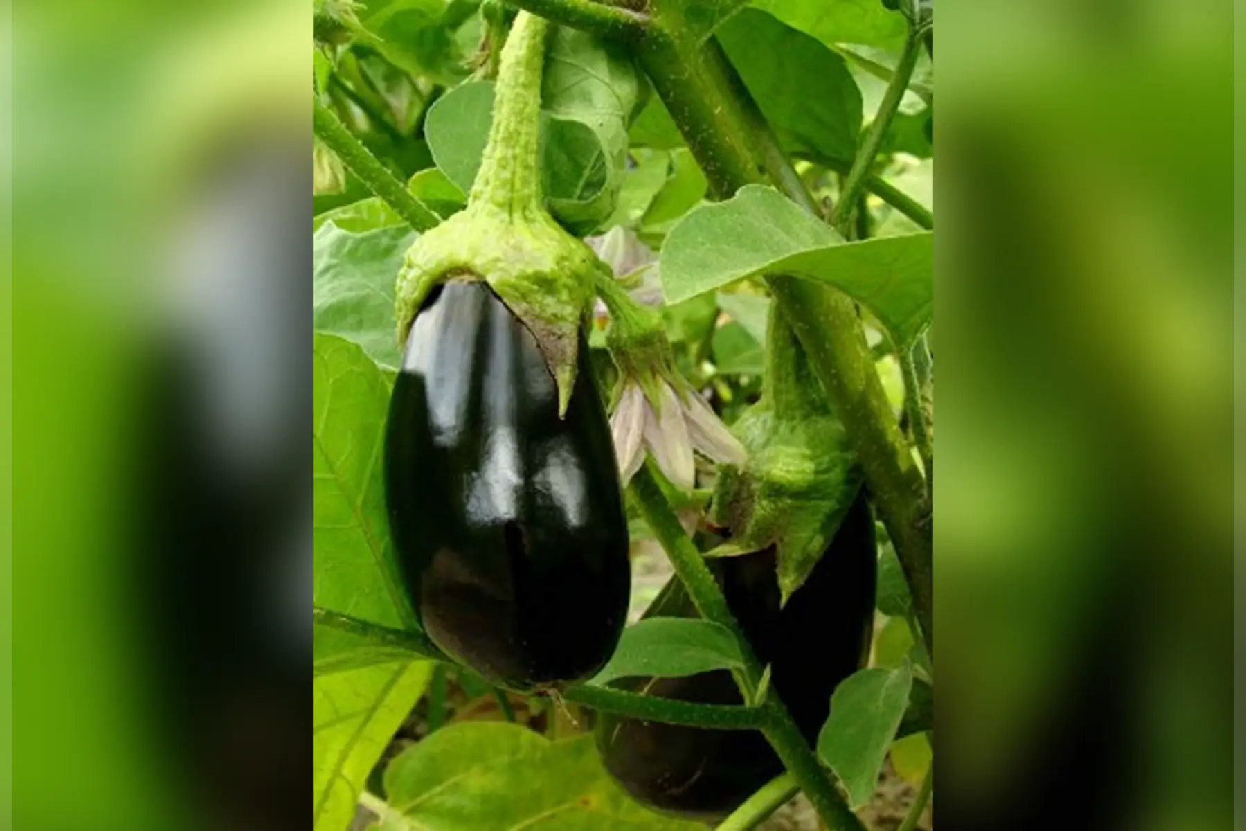 aubergines