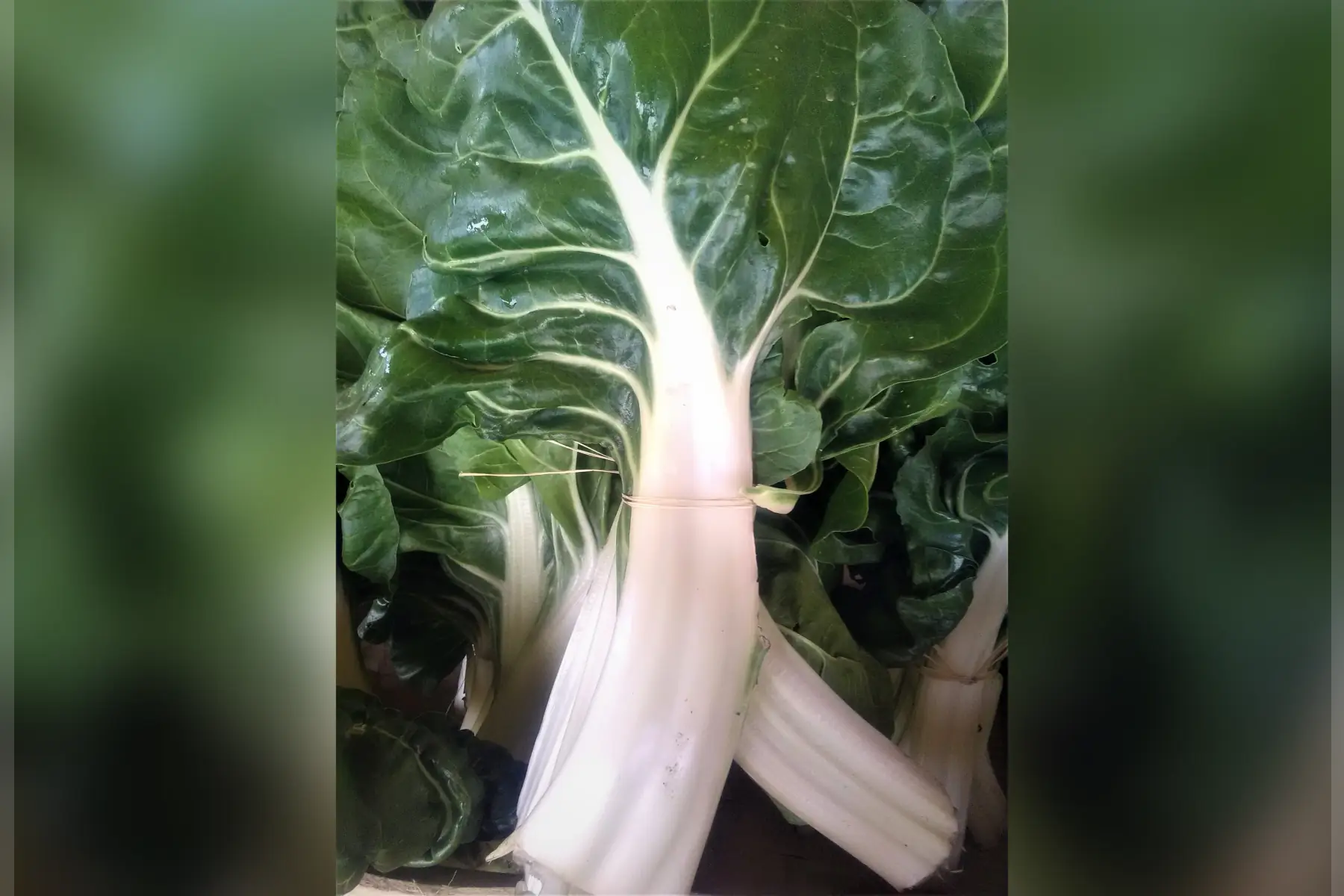 blettes à cardes blanches