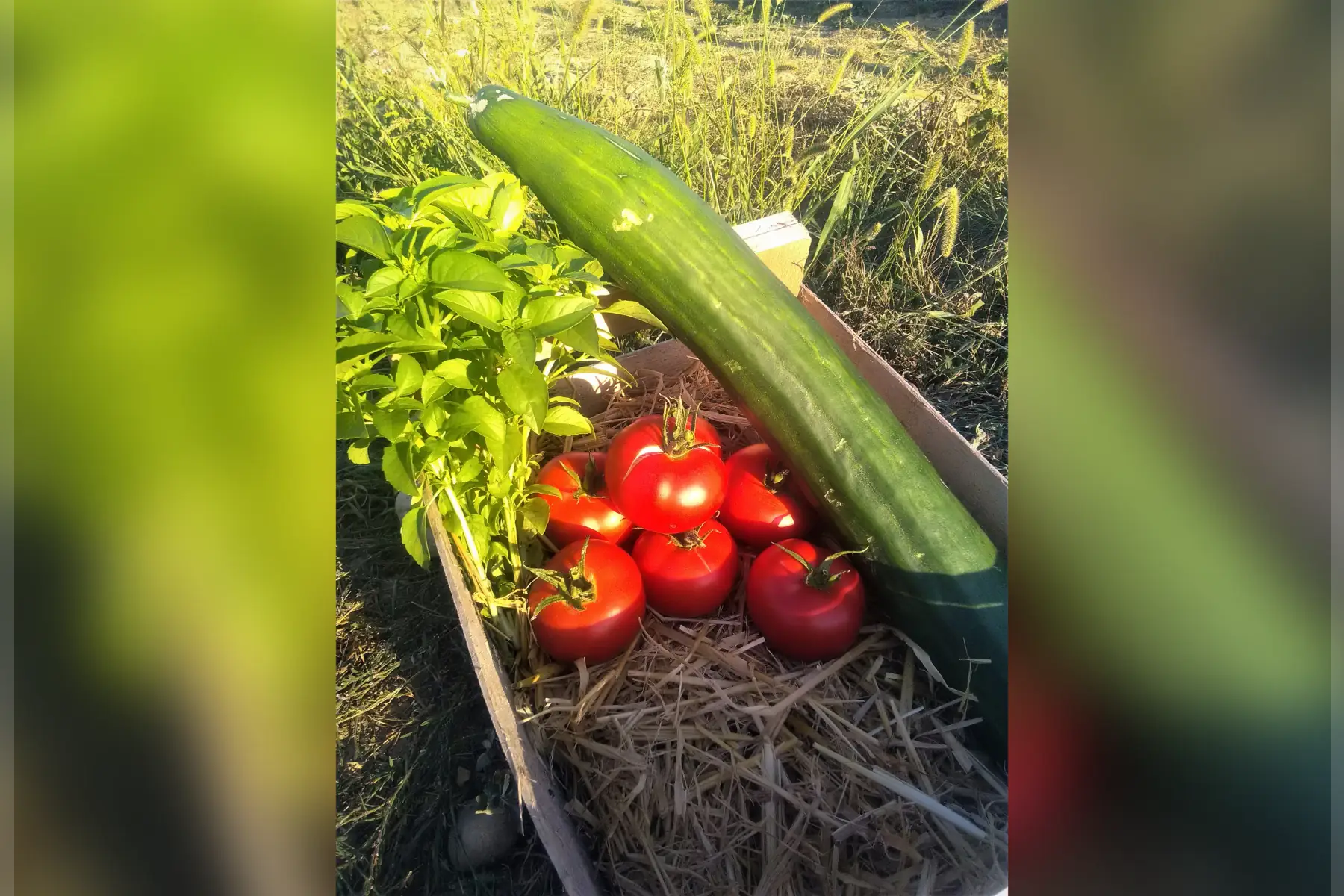 panier gaspacho