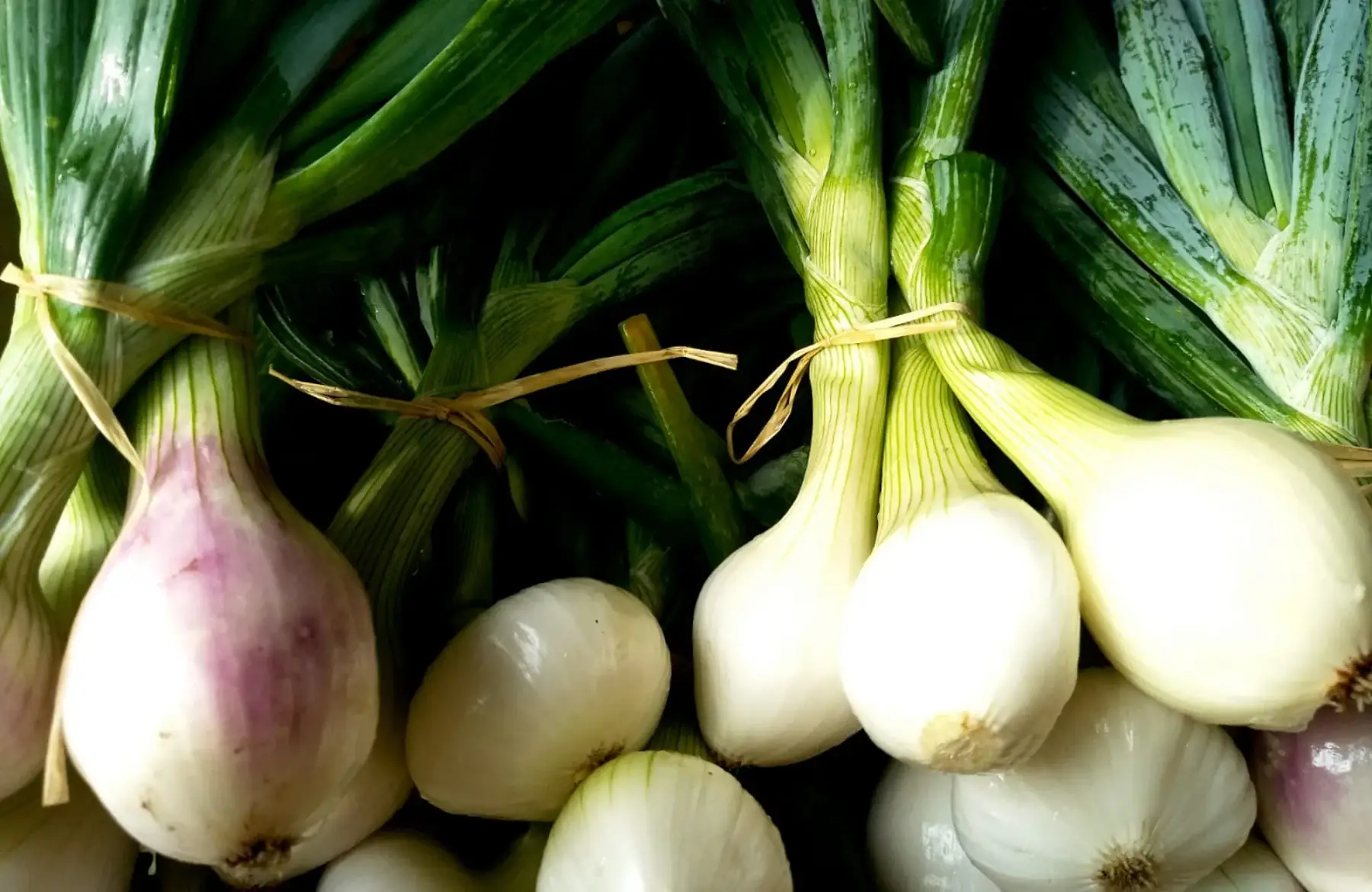 oignons nouveaux botte